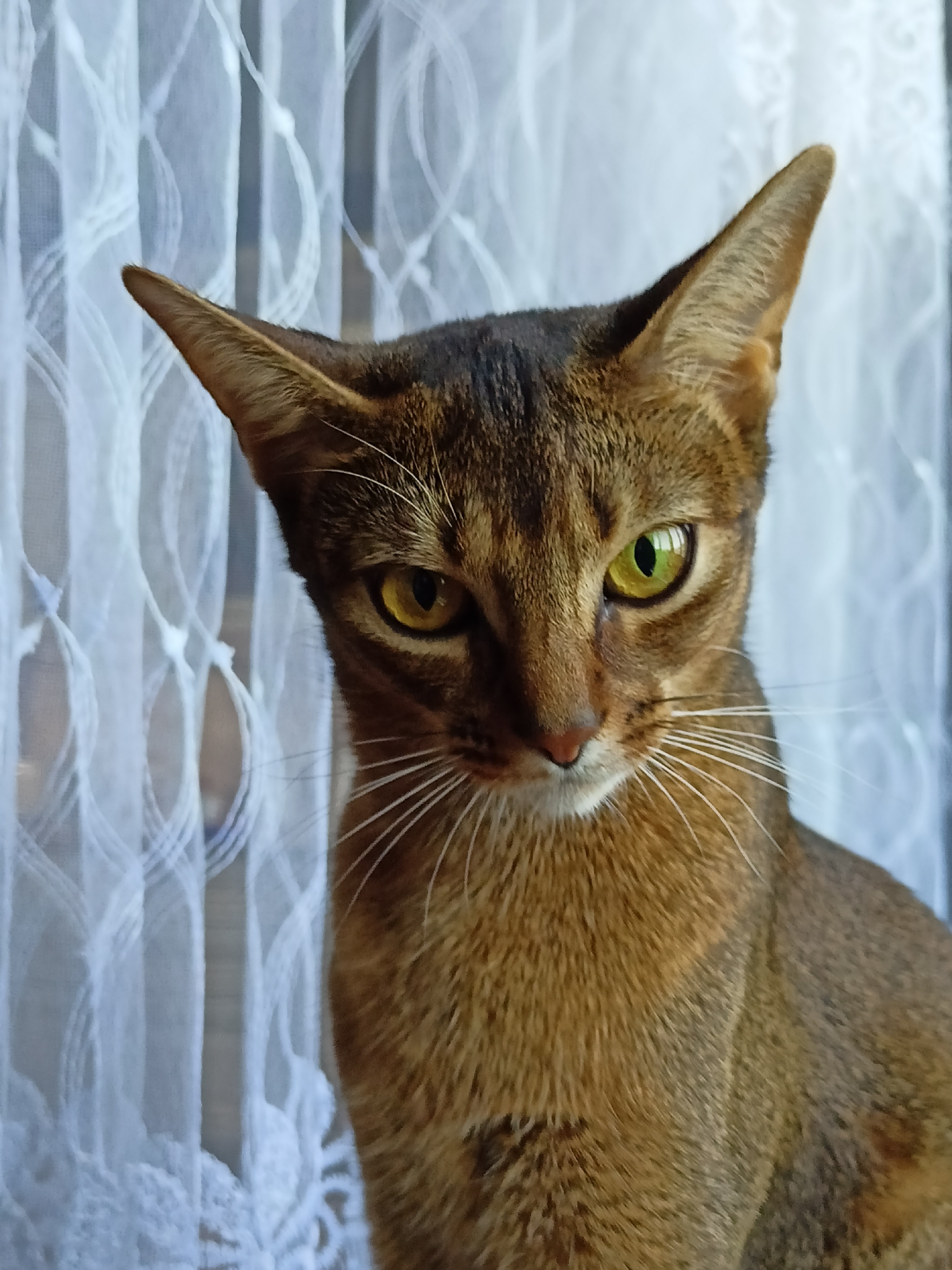 The media file contains a close-up portrait of an Abyssinian cat. The cat has a ticked coat with shades of brown and reddish-brown, prominent large ears, and striking green-yellow eyes. Its gaze is directed slightly downwards and to the side, giving it a thoughtful or possibly wary expression. Long, white whiskers are visible fanning out from its muzzle.
The cat is positioned in front of a white, sheer curtain with a decorative lace pattern. The curtain is translucent, allowing some diffused light to pass through, suggesting it might be daytime. The background is softly blurred, with the curtain's pattern creating a textured effect.
The image is a still shot, with no discernible activity taking place beyond the cat's static pose. The lighting appears to be natural, likely from a window behind the curtain, and there are no strong shadows, indicating a softly lit environment. The focus is entirely on the cat's face and upper body. There is no visible text in the image. The scene is domestic, likely indoors, with the curtain suggesting a window. The emotion conveyed by the cat is subtle, leaning towards seriousness or contemplation rather than playfulness or affection. The general ambiance is quiet and intimate.
