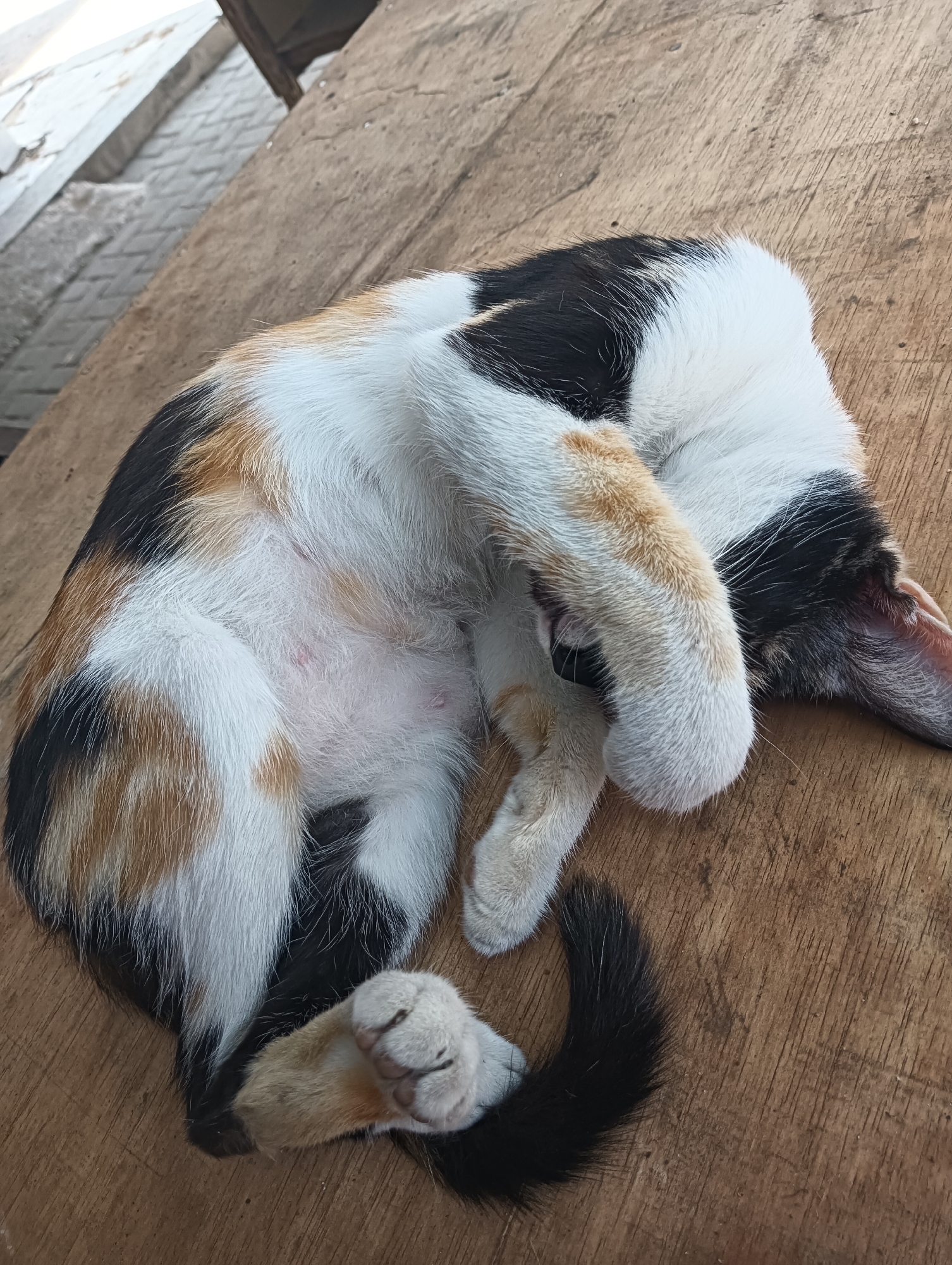 A calico cat is sleeping curled up on a wooden surface. The cat has patches of white, black, and orange fur. Its paws are tucked underneath its body, and its tail is curled around its front. The wooden surface appears to be a table or bench. The background shows blurred structures that could be part of a building or outdoor furniture. The scene is likely located outdoors.