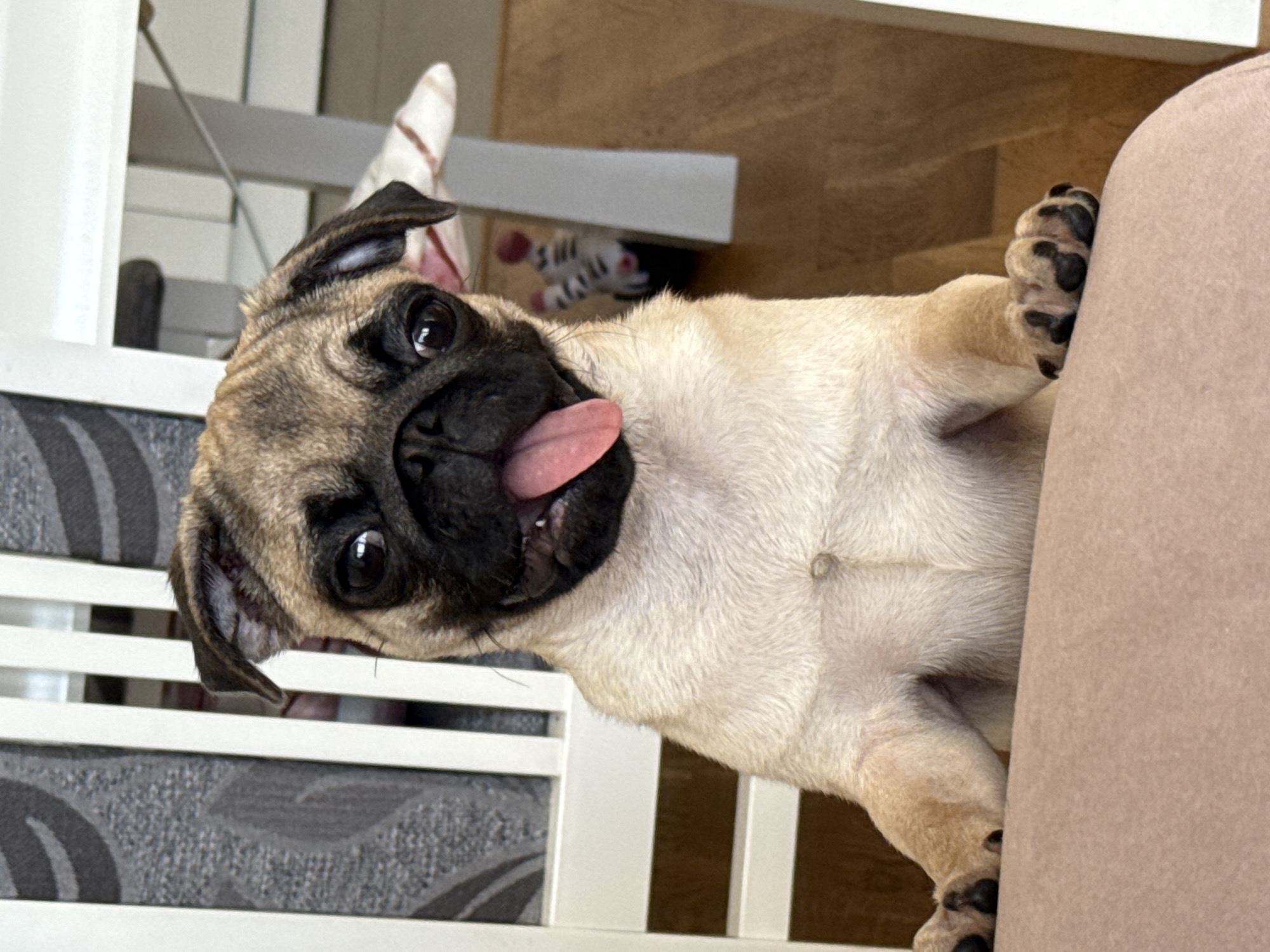 A close-up photograph depicts a fawn-colored pug, likely indoors. The pug's head is tilted, and its tongue is extended. Its eyes are open and glossy. The pug's paws are visible against a tan-colored, possibly upholstered surface. In the background, there is a white wooden structure, possibly a chair or furniture, and a patterned cushion. A striped object, possibly a toy, is also partially visible in the background. The location appears to be inside a home, but the specific city and other details are unidentifiable.