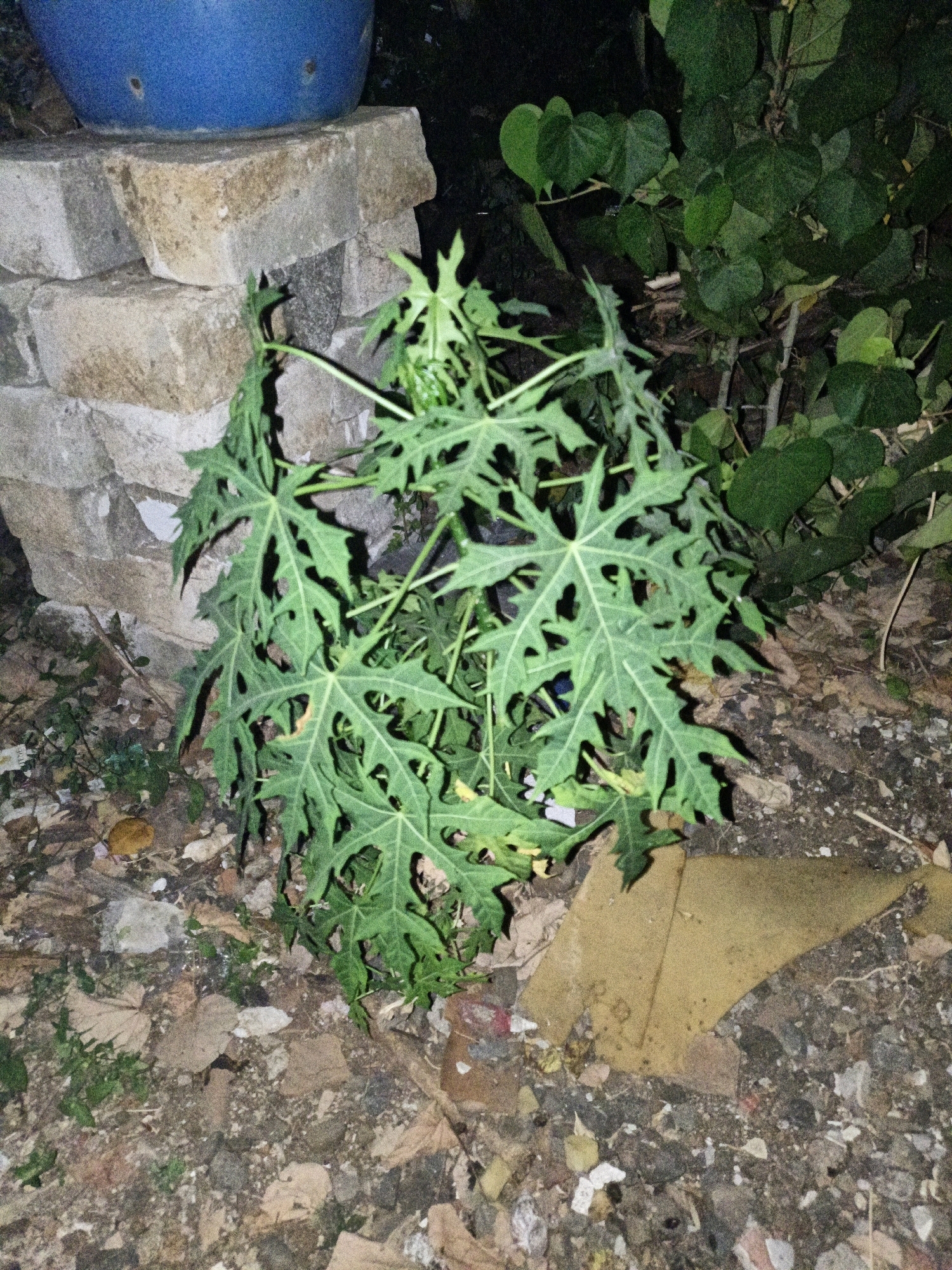 A close-up, eye-level shot captures a small, leafy green plant in the foreground, its lobed leaves distinctly visible. The plant appears to be growing amidst loose gravel and fallen leaves. To the left, a stack of weathered, rectangular bricks is partially obscured by the plant. At the top left, a portion of a large, blue, curved object, possibly a pot or container, rests on the bricks. In the background, dark green foliage from a larger plant creates a shadowy backdrop. The scene is illuminated, suggesting it was captured at night or in a dimly lit area.