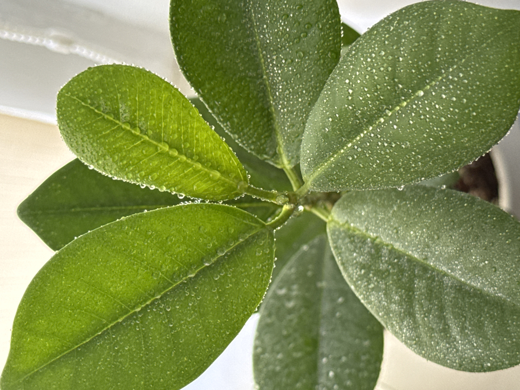 The image is a close-up, vertical shot of a healthy green plant with several leaves covered in tiny water droplets. The leaves are oval-shaped with prominent veins and appear glossy due to the moisture. The background is blurred, showing a light-colored surface, possibly a wall or curtain, with a white cord on the right side. The lighting suggests an indoor setting, with light coming from the left, illuminating the water droplets and highlighting the texture of the leaves. There is no indication of the city of Troitske, Ukraine, in the image. The focus is solely on the plant and the water droplets.