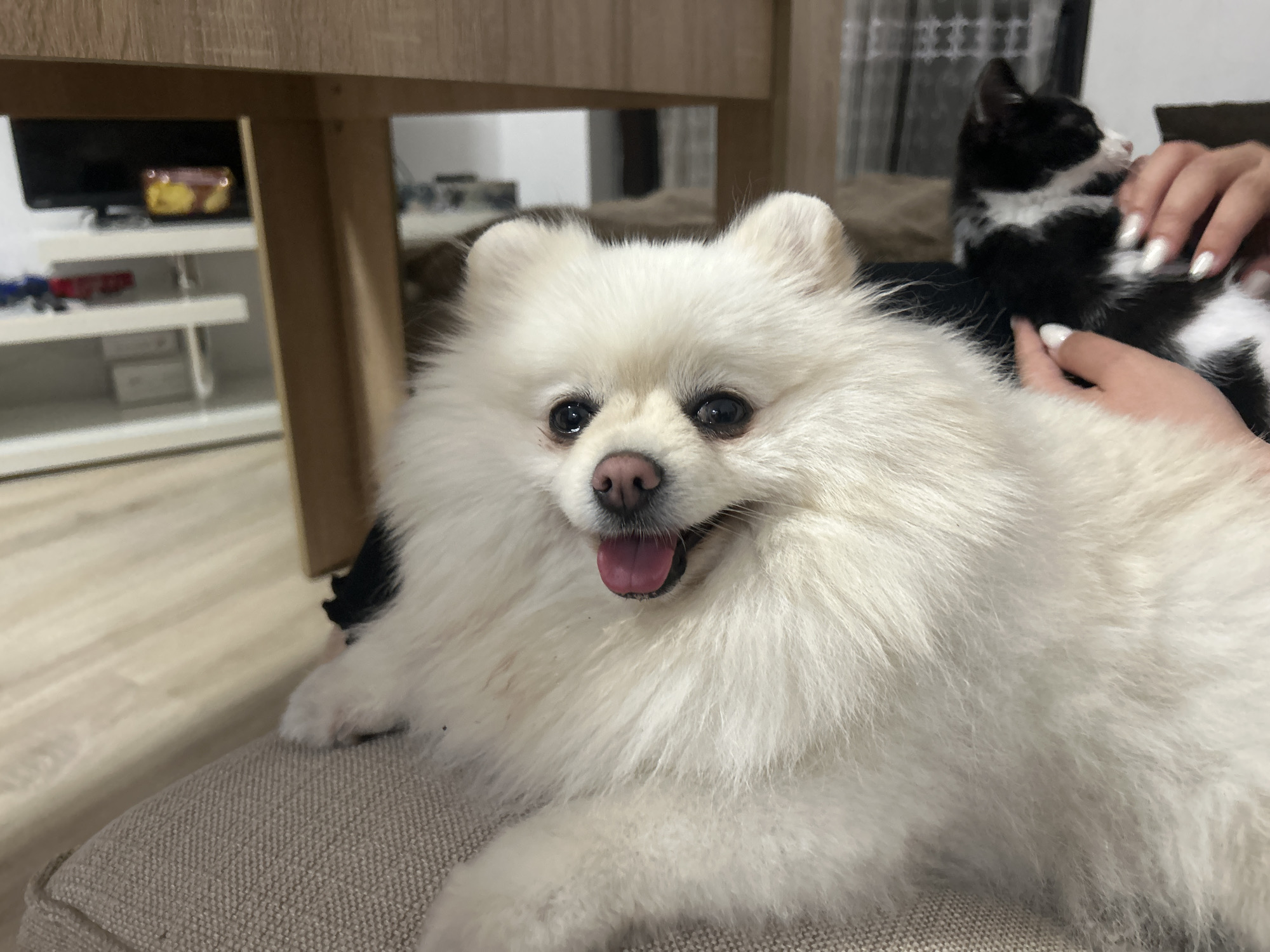 A fluffy white Pomeranian dog is the central subject in the foreground, lying on a textured, light-colored surface. The dog's mouth is slightly open, with its pink tongue visible. Its fur is white and voluminous. In the background, to the right, a black and white kitten is being petted by a person whose hands, with white-polished fingernails, are visible. The kitten is looking away from the camera. The scene appears to be indoors, possibly in a living room, with a wooden table in the upper left quadrant and shelves with items on them in the far background. The floor is a light-colored wood. The overall lighting suggests an indoor environment. There is no specific indication of the location being in Varna, Bulgaria.