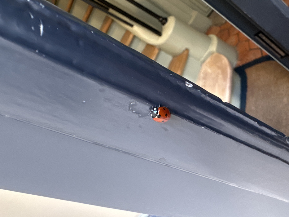 The image presents a close-up view of a red and black ladybug positioned on a dark blue, painted vertical surface, likely a door or window frame. The ladybug's red elytra are adorned with multiple black spots, and its black head shows distinctive white markings. The painted surface displays minor wear, evidenced by small white specks or chips. The background is blurred, revealing an indoor environment. On the right, a staircase with wooden treads and a light-colored, possibly beige or off-white, banister system is visible. The floor at the base of the stairs appears to be covered with terracotta-colored tiles, partially obscured by a dark-edged rug or mat. A small, light-toned cylindrical object, possibly a stool or a piece of furniture, is also partially discernible near the staircase. The image does not contain specific visual identifiers to determine the exact location within Paris, France. No people, interactions, or specific actions are depicted.