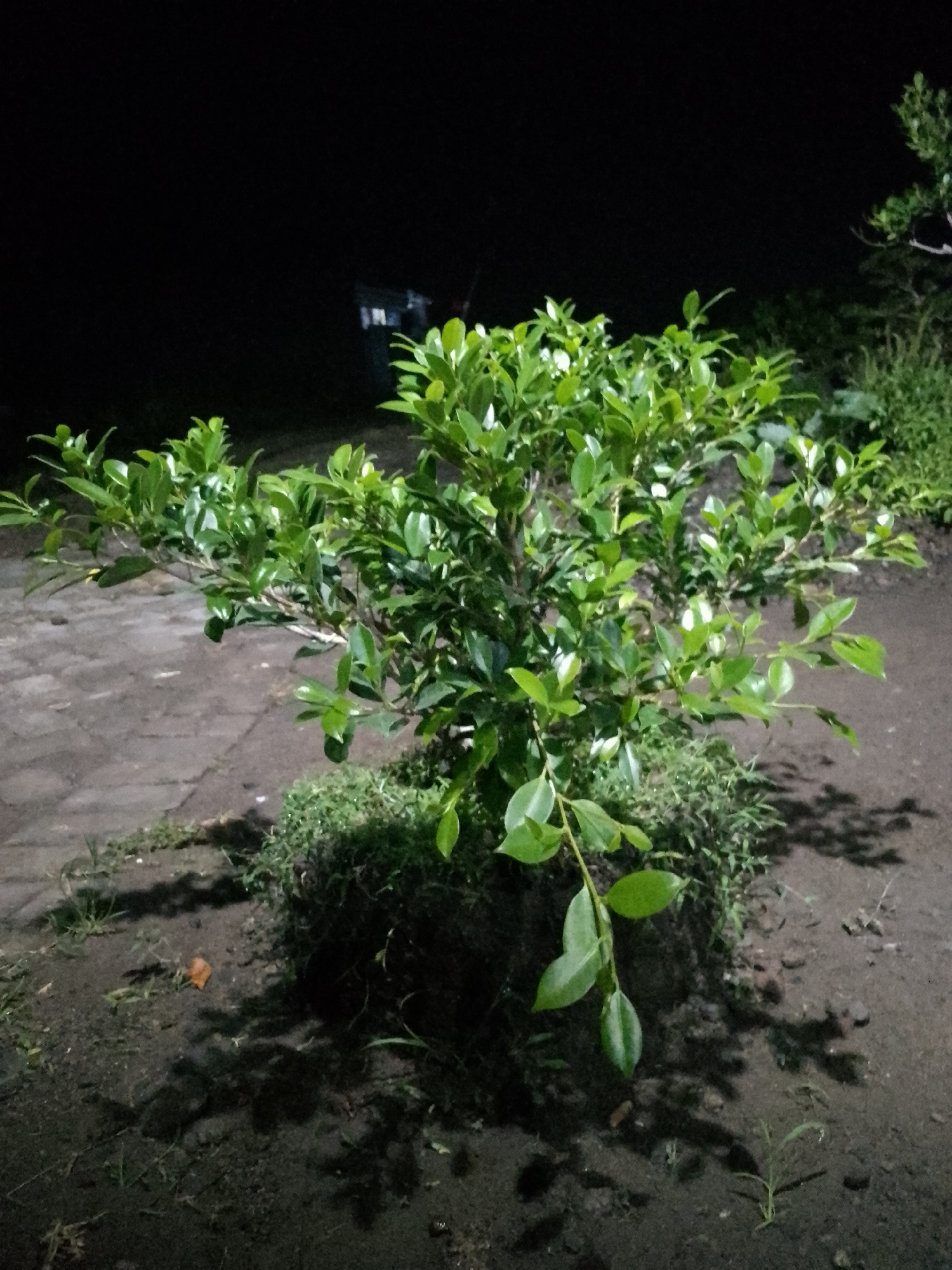 The image shows a small tree with lush green leaves, possibly a Ficus variety, planted in the ground. The tree is illuminated by an artificial light source, casting shadows on the surrounding dark soil and a paved area. In the background, the darkness suggests it is nighttime, with a faint indication of a structure or lights in the distance, possibly a building. The ground is composed of dark soil with some patches of grass. There are no people or animals visible in the frame. The scene appears to be an outdoor area, likely a garden or yard. The specific location in Kauman, Indonesia, is inferred from the context provided, but not visually evident from the image itself.