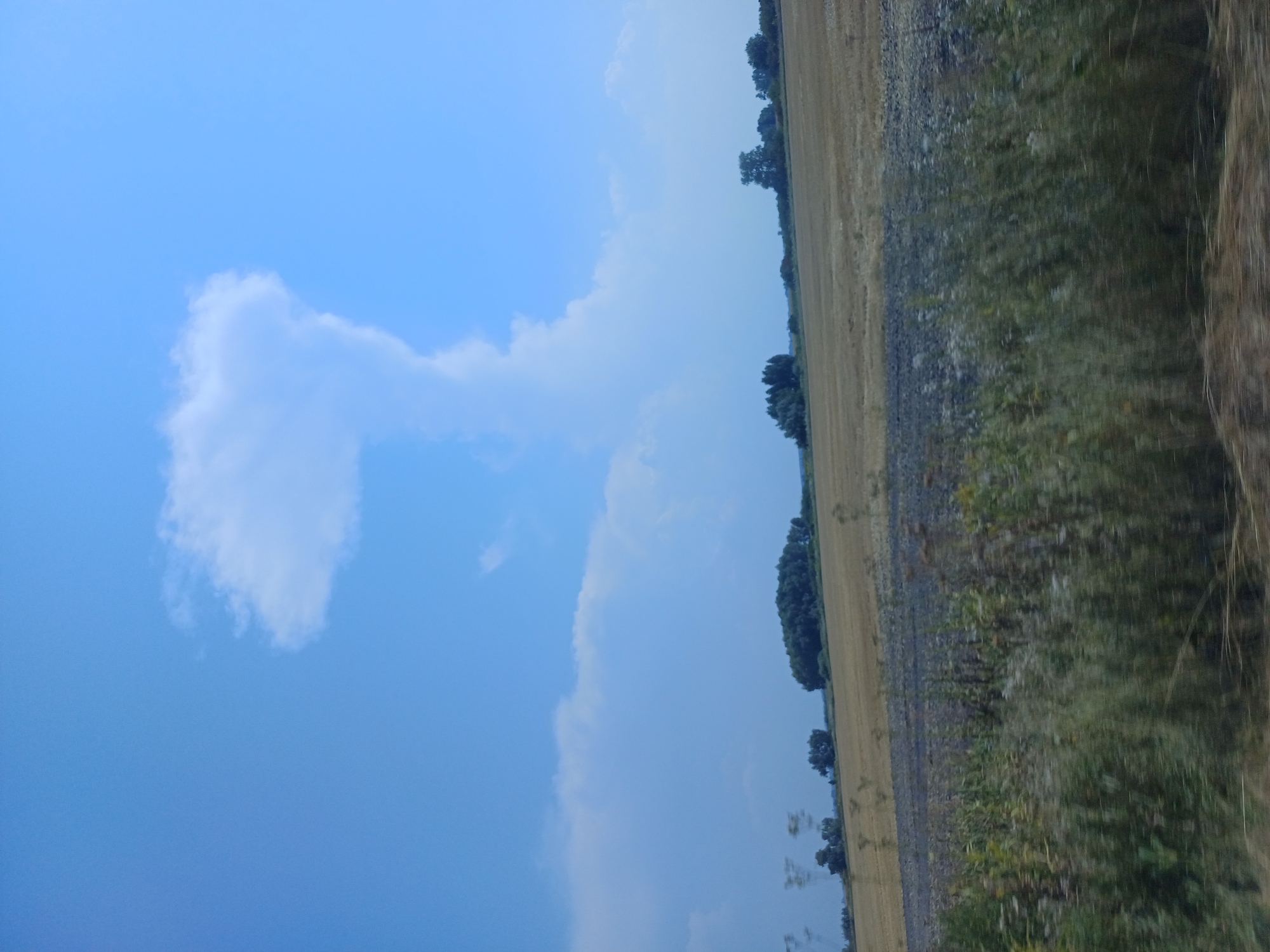 The image depicts a bright, clear blue sky with a few scattered clouds, one of which is shaped somewhat like a mushroom or a stylized figure. Below the sky, a landscape unfolds with agricultural fields. The foreground is blurred with green vegetation, suggesting movement, possibly from a vehicle. In the middle ground, there are fields of harvested crops, appearing as golden stubble, and dark, tilled soil. Further in the distance, a line of trees, some appearing as dense clusters and others as scattered individuals, borders the fields. The horizon is visible as a faint line between the land and the sky. There are no people or animals visible in the frame. The scene is characteristic of rural areas, potentially on the outskirts or in the vicinity of Boryspil', Ukraine, given the agricultural land and clear sky.