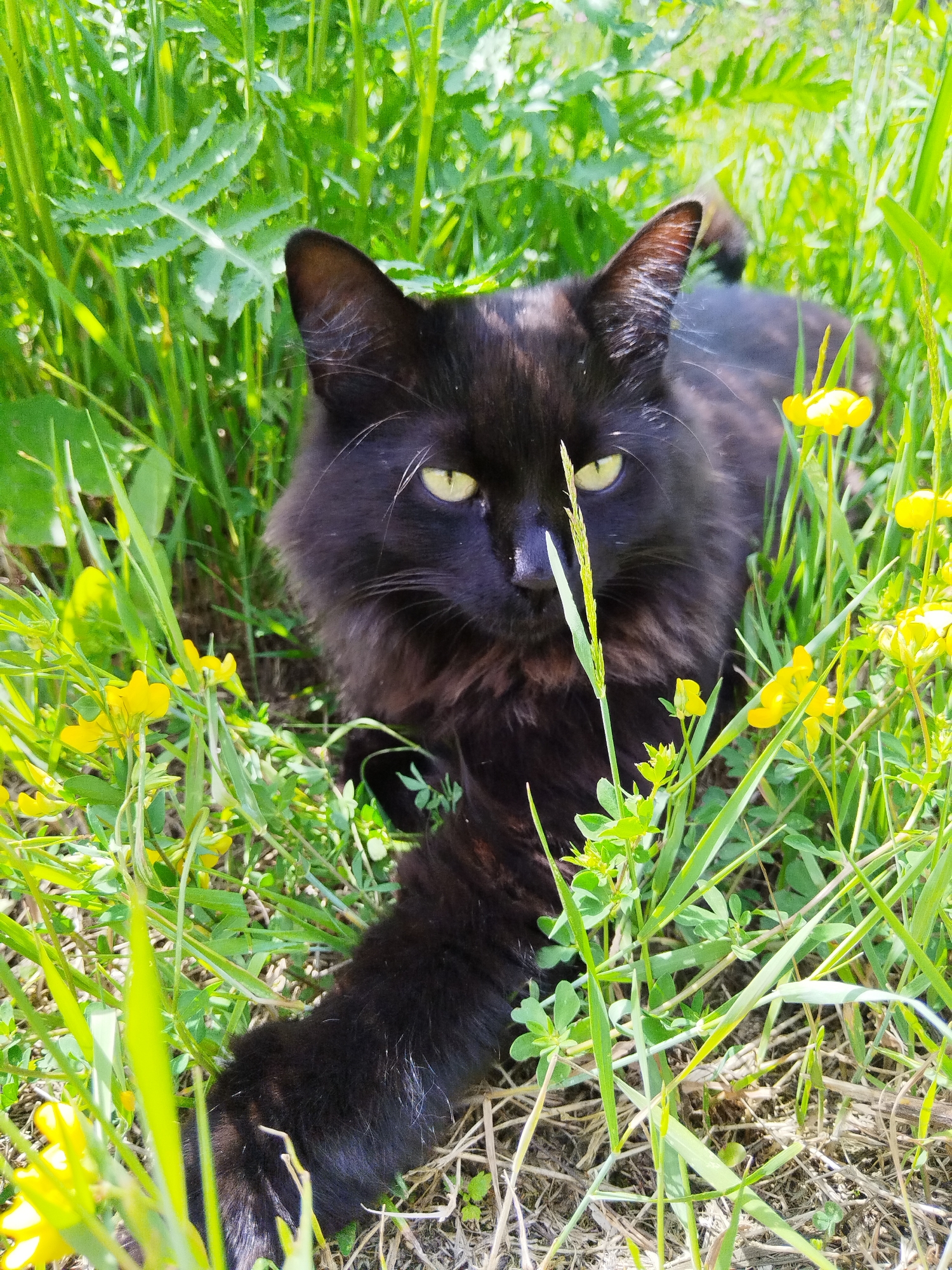 A black cat with yellow eyes lies in tall green grass and yellow flowers. The cat is facing the camera, with its left paw extended forward. The background is blurred green foliage.