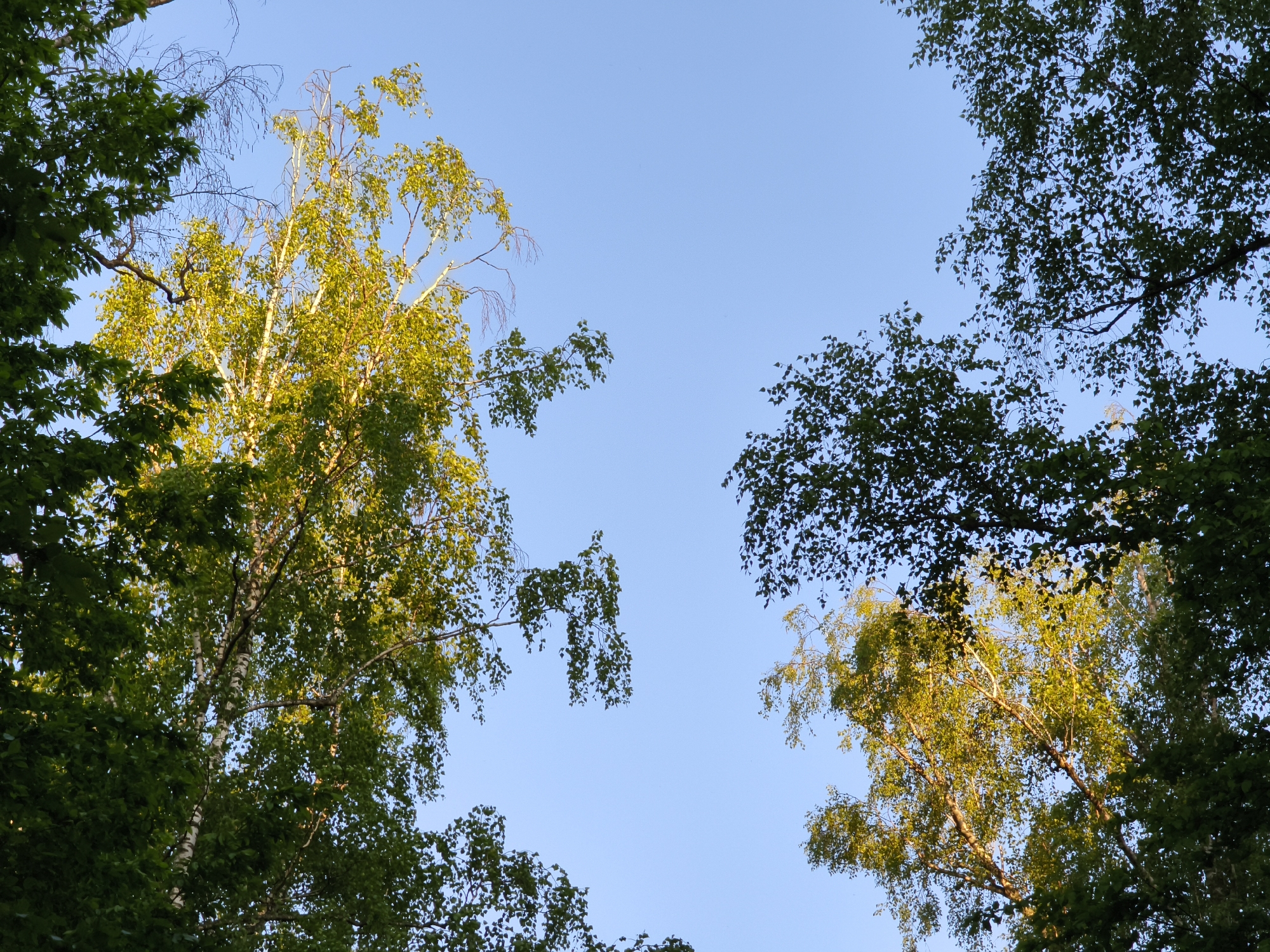 The image shows a view looking up at trees against a clear blue sky. The trees are various shades of green, some with lighter yellowish-green leaves. One tree on the left has a white trunk, typical of a birch tree. The composition is framed by branches and leaves on all sides, creating a natural border. The photo was taken in Yemelivka, Ukraine.