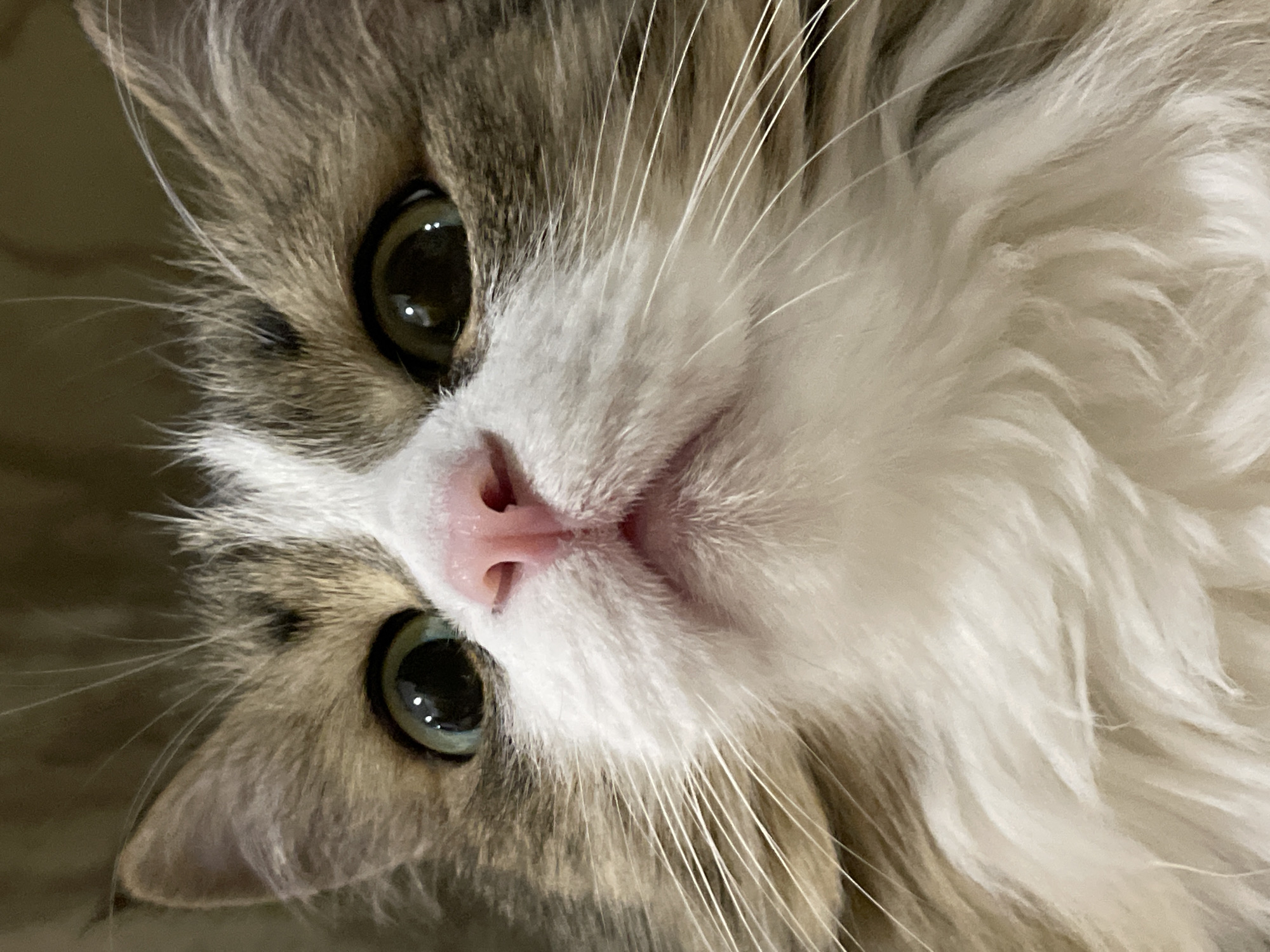 A close-up, low-angle shot of a domestic cat's face is presented. The cat has large, round eyes with green irises and dark pupils, reflecting light. Its nose is small and pink, with prominent nostrils. The fur is a mix of white and brown tabby markings, with long white whiskers extending outwards. The background is blurred and appears to be a neutral, indoor setting, possibly a wall or furniture. No specific location in Izhevsk, Russia, is discernible from the image.