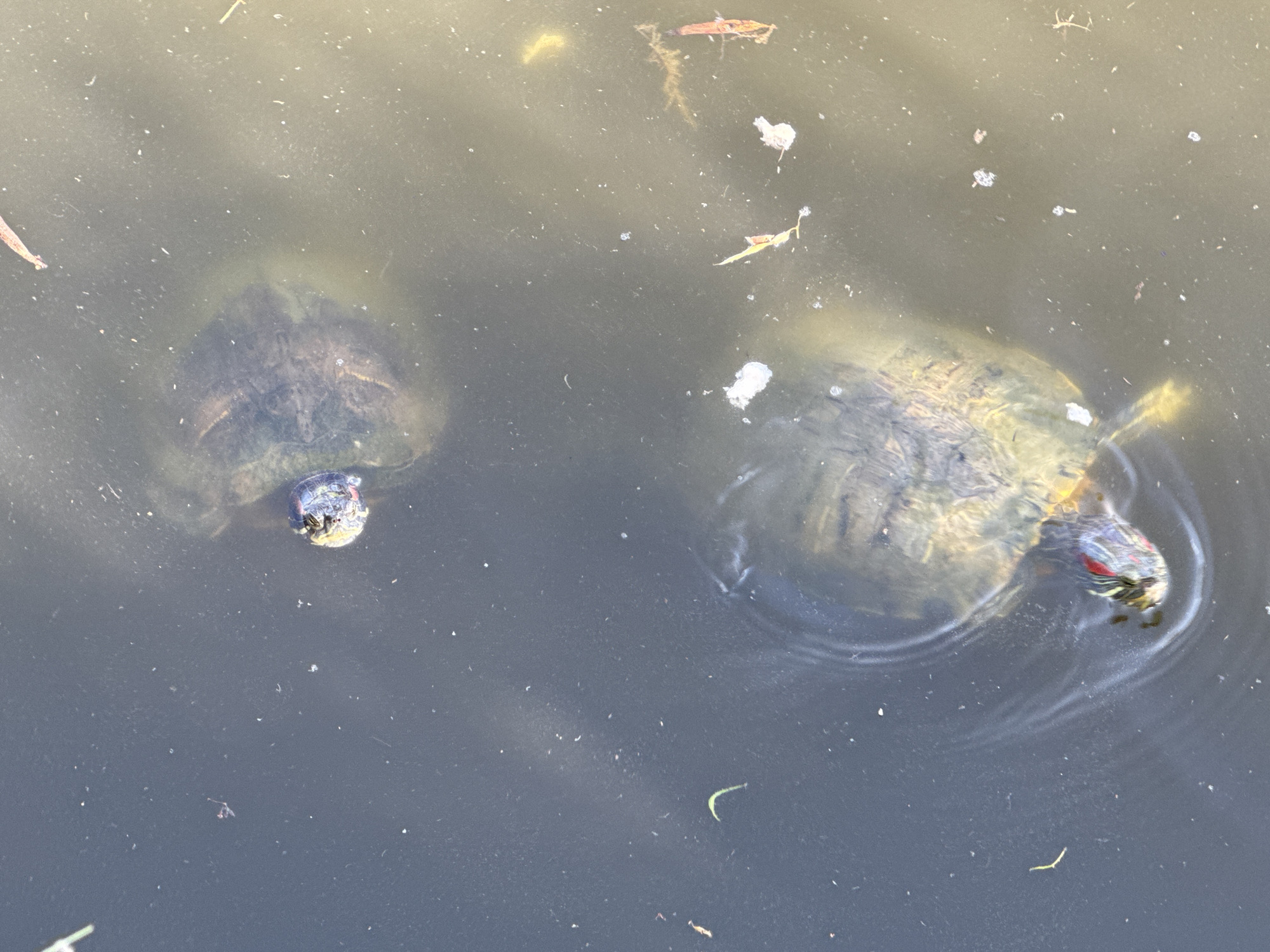 Two red-eared slider turtles are swimming in murky water. The turtle on the left is partially submerged, with its shell visible above the water line. Its head is extended and facing left. The turtle on the right is also partially submerged, with its shell more visible and its head extended, facing right. Both turtles have red markings on their heads. The water contains debris, including leaves and small white particles. The background is a dark, murky surface. This image was captured in Kfar Vitkin, Israel.