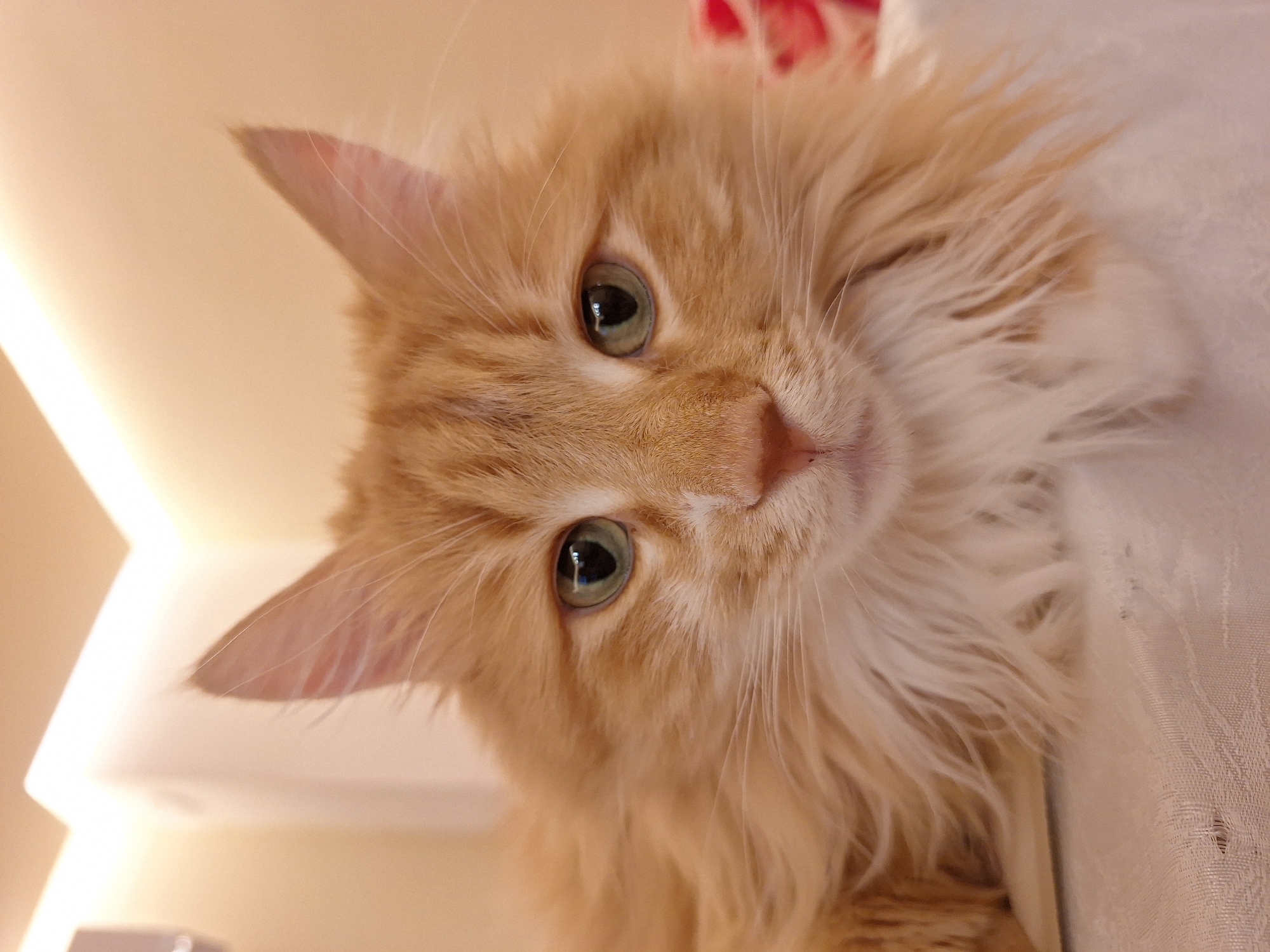 A close-up, angled shot depicts an orange, long-haired cat with green eyes. The cat is facing the camera and is partially lying on a white surface. The background includes a light beige wall. No identifiable markers suggest the location is Varna, Bulgaria.