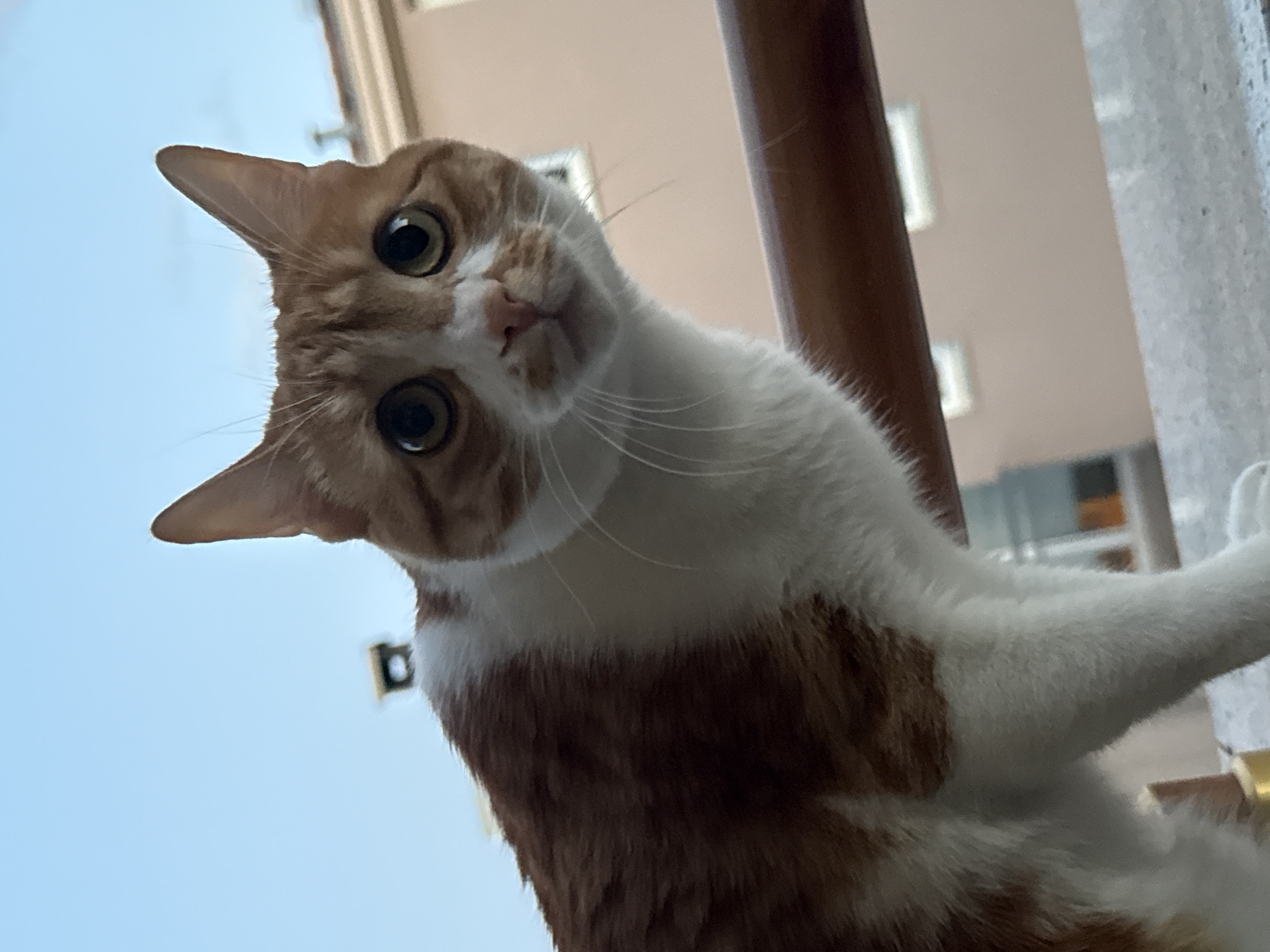An orange and white cat is angled downward towards the camera. The cat has large, round eyes, a pink nose, and white whiskers. A brown pole is partially visible in the background. Outside the window, a building with windows is visible, and a portion of the sky can be seen. The location in the city of Bar, Montenegro cannot be derived from the image.