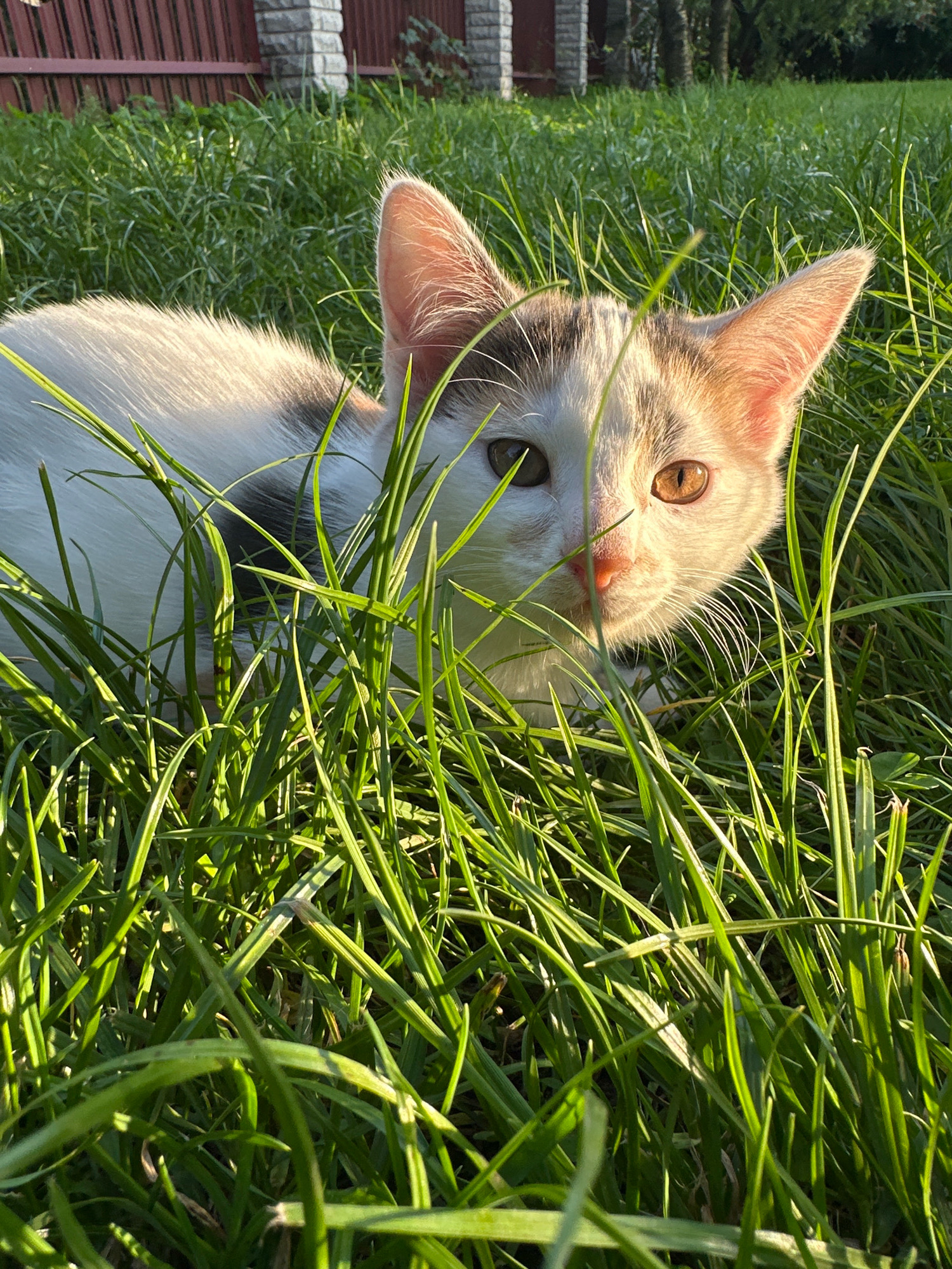 A young white and grey cat is partially hidden in tall green grass, with its head peeking out. The cat has amber eyes and its fur is lit by golden hour sunlight, creating a warm glow on its face and ears. The background is blurred, but hints at a wooden fence and a brick structure, possibly a building or a garden wall. The scene suggests a domestic setting, likely a backyard in a residential area. The lighting indicates it is either sunrise or sunset.