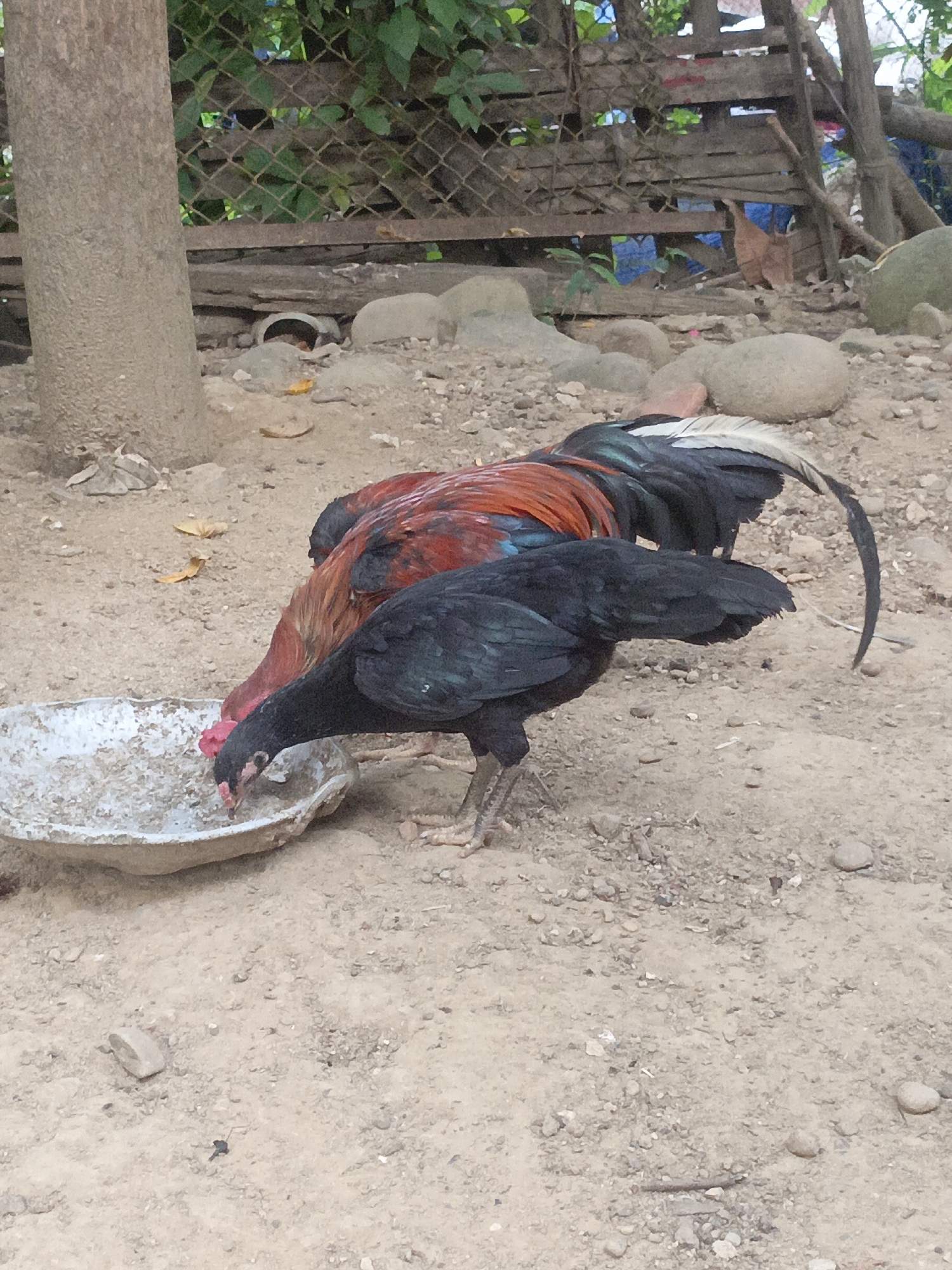Two roosters are eating from a white bowl on the ground. One rooster is black and the other is red and black. They are in a yard with dirt, rocks, and some foliage in the background. The location is Lhokseumawe, Indonesia.