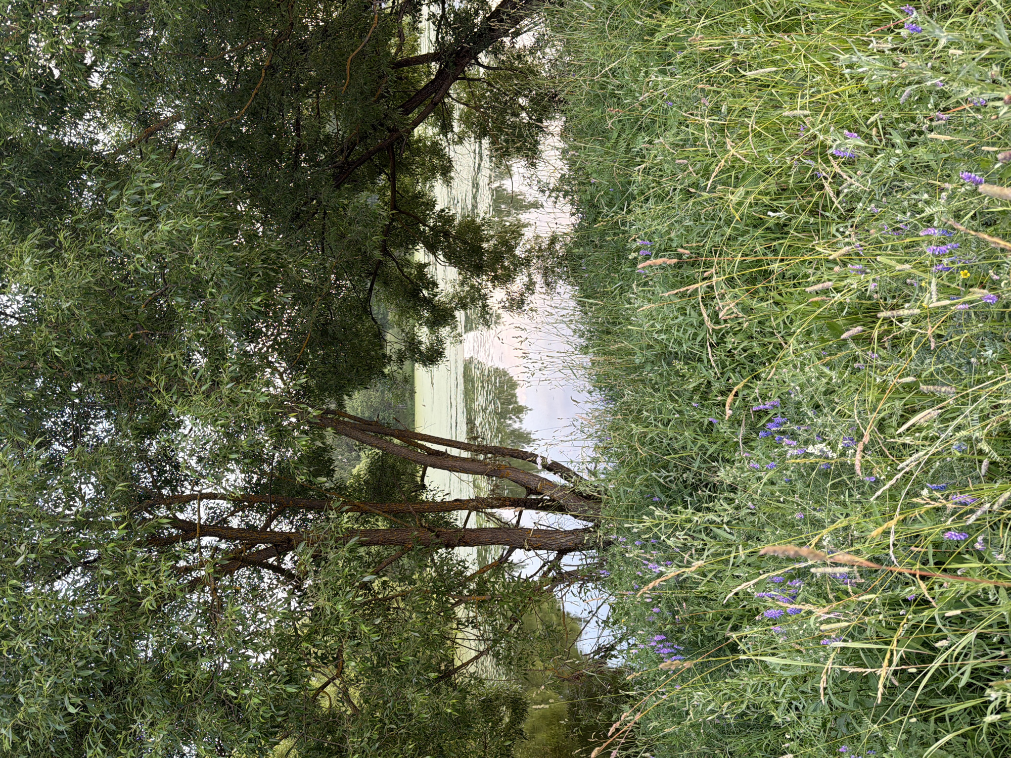 This media file depicts a natural scene with a focus on lush vegetation and a body of water. On the left side of the image, a large tree with abundant green foliage dominates the frame. Its branches extend over a tranquil body of water, where reflections of the sky and surrounding greenery are visible. The water's surface appears calm, with some areas showing a lighter green hue, possibly from algae or other aquatic plants.
To the right of the water, a dense patch of tall, green grass and wildflowers grows. Among the green stalks, small purple flowers are scattered, adding pops of color to the scene. Some dried grass stalks are also present, interwoven with the living vegetation. The overall impression is one of a peaceful, untouched natural environment, likely a riverside or lakeside setting.
The lighting suggests it is daytime, with diffused sunlight indicating either early morning, late afternoon, or an overcast sky. There are no people or man-made objects visible, reinforcing the natural setting. The abundance of green and the presence of flowers suggest a time during the warmer seasons, likely late spring or summer. The location context points to Mar'inskoe, Russia, which aligns with the temperate climate and natural landscape depicted. There is no visible text in the image.