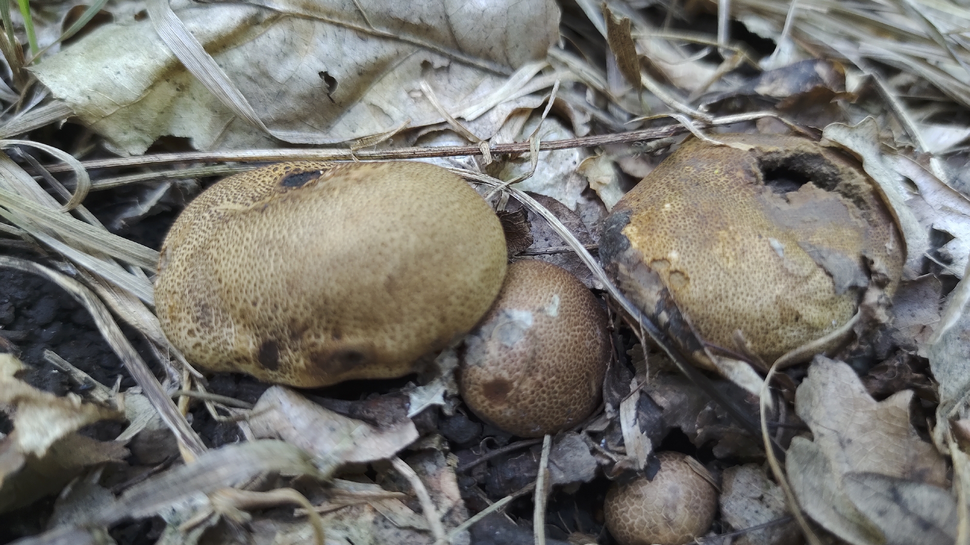 The image displays a close-up, eye-level view of several small, brown, round mushrooms on a forest floor in Mikhaylovka, Russia. The mushrooms have a textured, pitted surface and appear to be in various stages of development and decay. One mushroom in the foreground left is smooth and intact, while another to its right is partially collapsed and has a hole. Smaller mushrooms are visible scattered amongst the leaf litter. The ground is covered with dry, fallen leaves and blades of grass, suggesting an autumn or dry season setting. The lighting is natural and subdued, indicating it might be daytime, possibly overcast. There are no people or text visible in the image. The scene is natural and still.