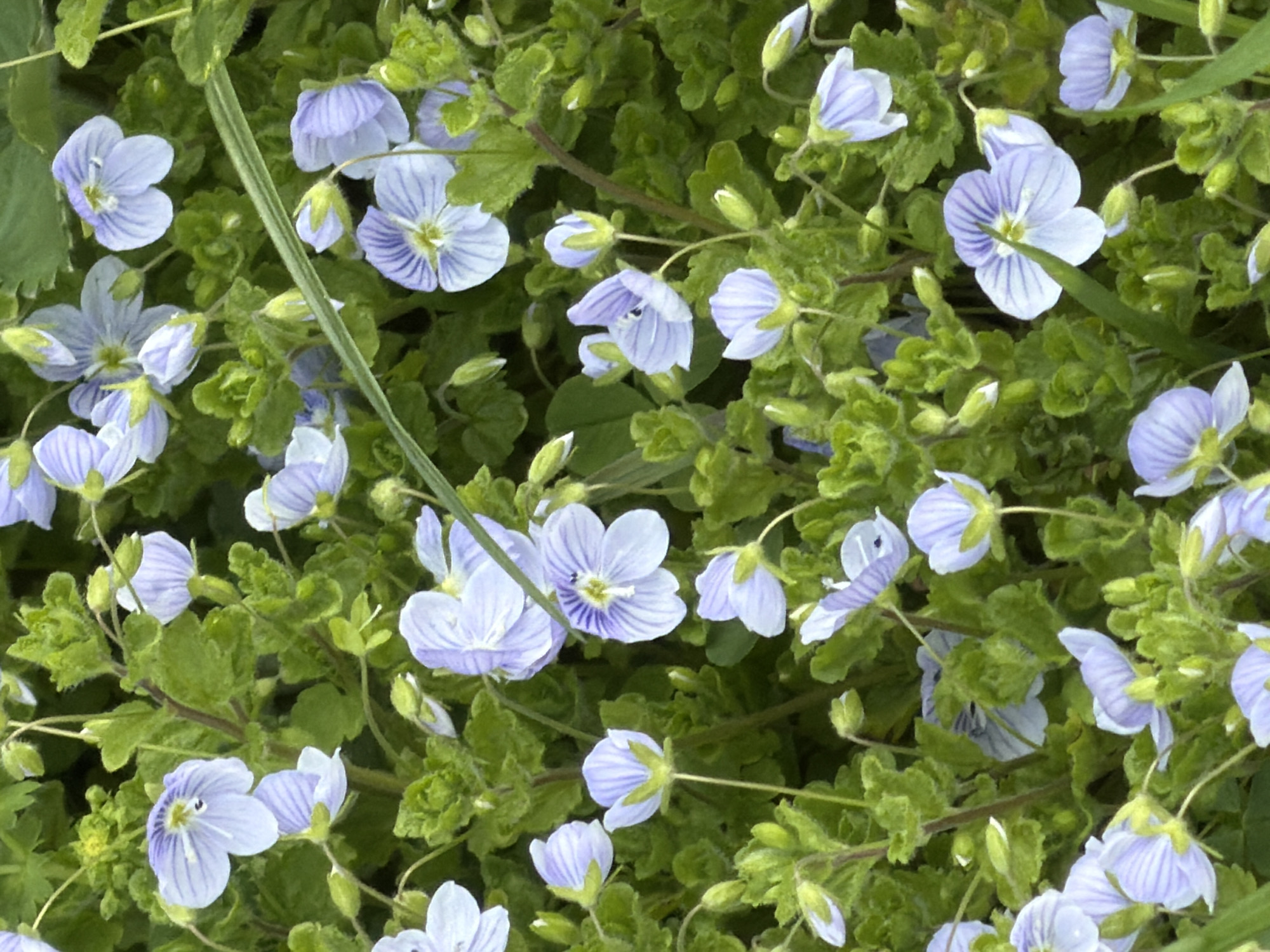 The image shows a dense patch of small, light blue flowers with dark blue veins on their petals, interspersed with green foliage. The flowers appear to be a type of Veronica or speedwell, with four petals per flower. The foliage is a mix of rounded and slightly lobed leaves. The ground cover is quite thick, with numerous buds and unopened flowers also visible. The image provides no information about the location in Vsevolozhsk, Russia, nor does it depict any people or other objects. It is purely a botanical scene.