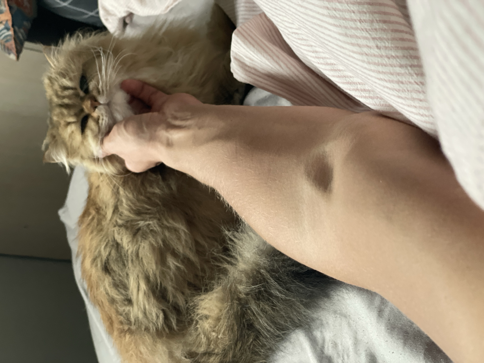 A person's arm is positioned on a bed next to a furry cat. The person's fingers are touching the cat's face. The bed is covered with a white sheet and a pink-striped blanket. The setting does not appear to be identifiable as Sestroretsk, Russia.