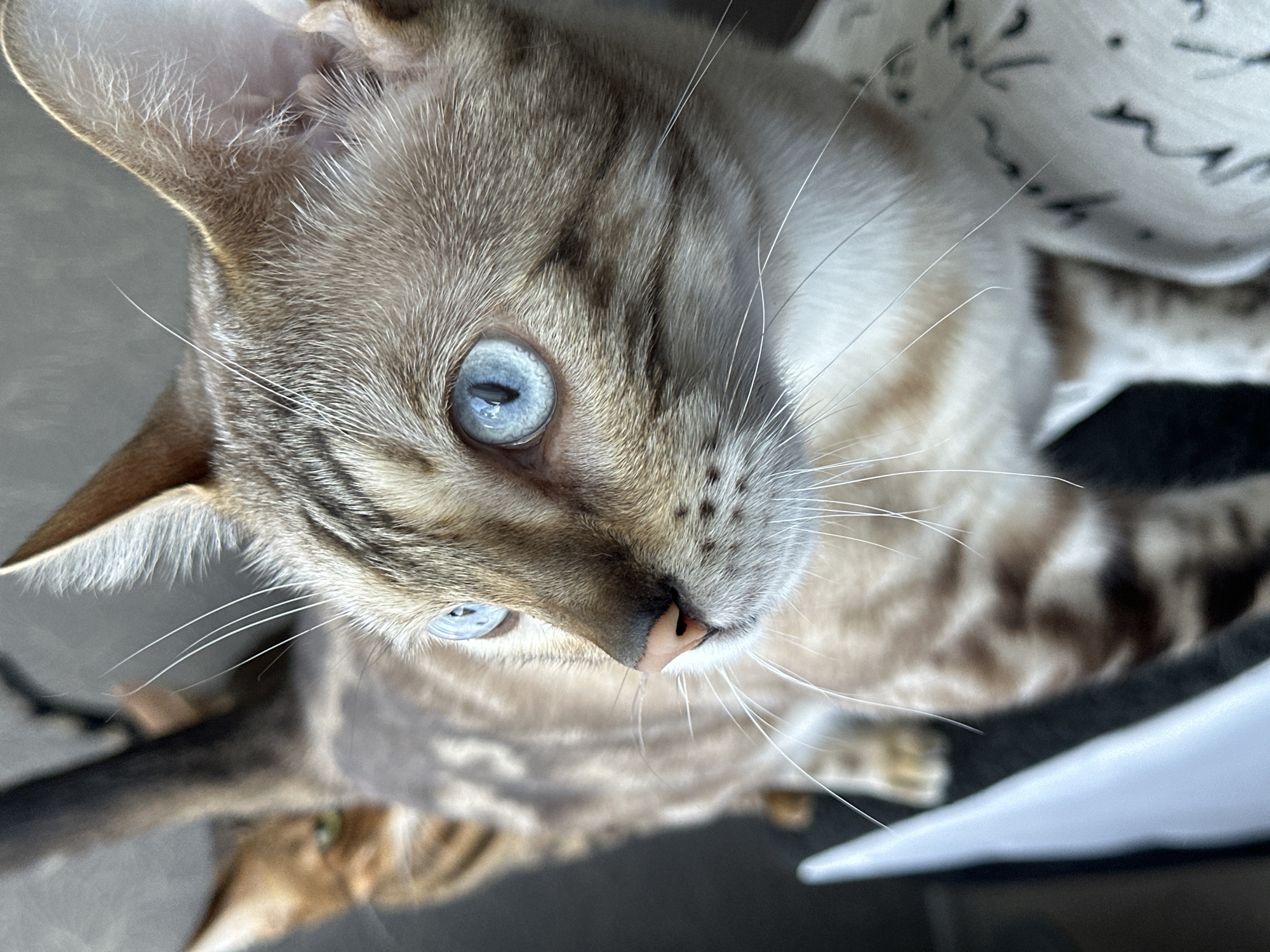 A close-up, low-angle, vertical shot focuses on the face of a light brown Bengal cat with striking blue eyes. The cat is facing left, with its head and upper body visible. Its fur exhibits characteristic tabby markings. The cat's nose is pink, and its whiskers are prominent. In the blurred background, another tabby cat is partially visible, with its head turned to the left. A white object, possibly a piece of furniture, is in the foreground on the left, and to the right, a textured surface with black markings is present. The scene appears to be indoors. The location of Energetik, Russia is not discernible from the image.