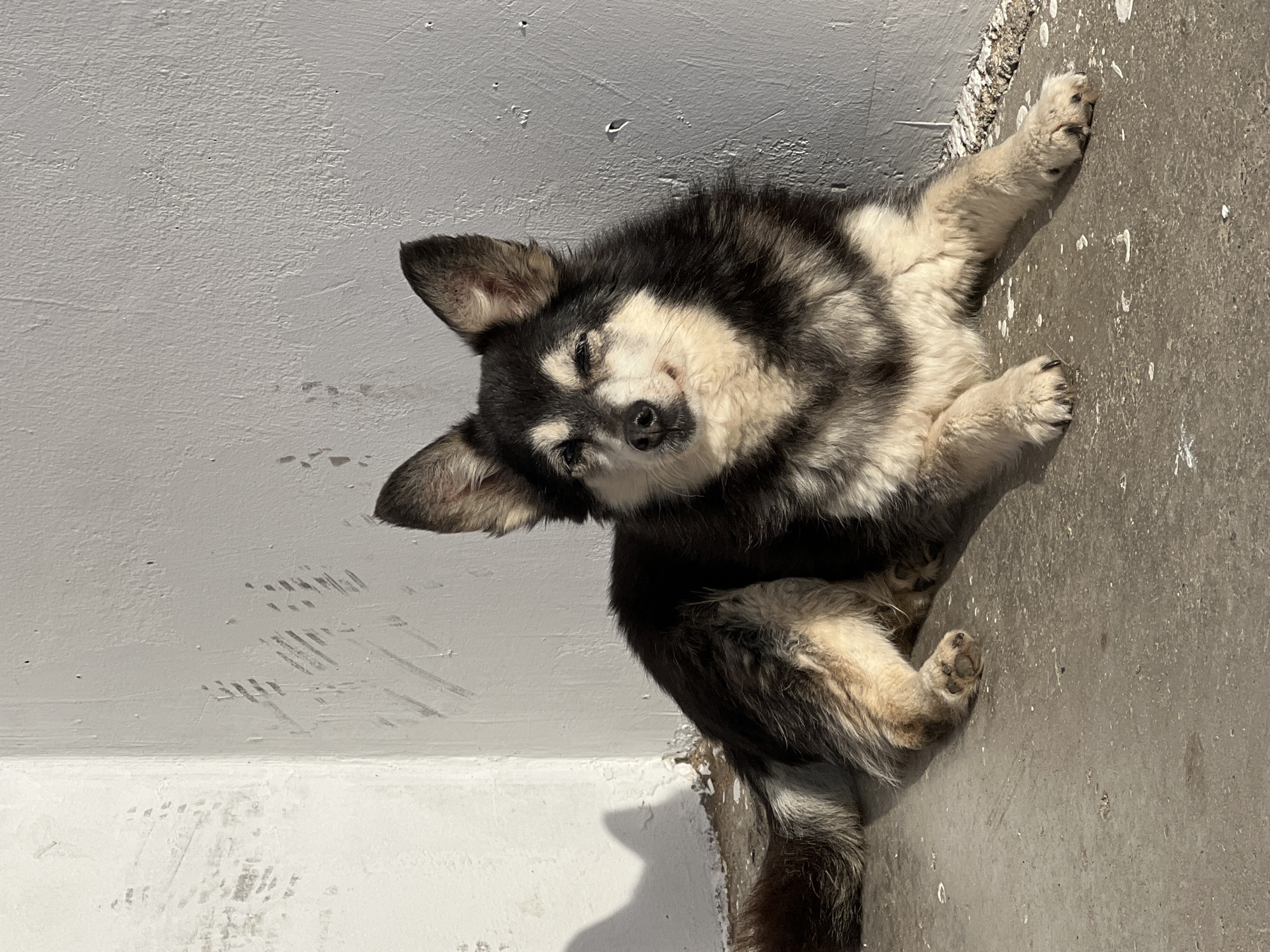 A dog is lying on a concrete surface. The dog has black and white fur and appears to be sleeping or resting with its eyes partially closed. The dog is positioned near a wall with visible paint marks and scuffs. The location of the photo is Noviy, Russia.