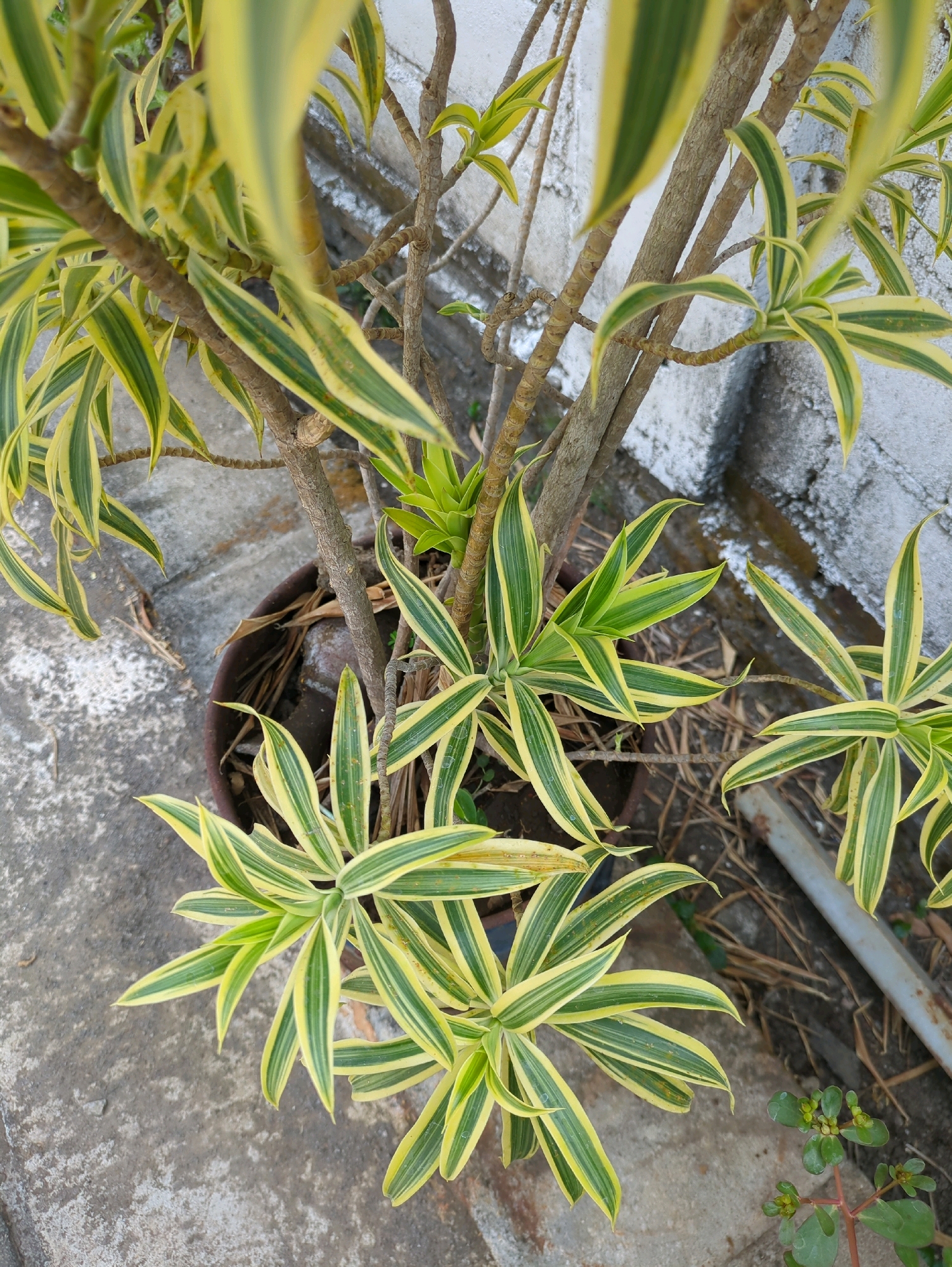 An outdoor, eye-level shot features a variegated Dracaena plant in a brown pot. The plant's long, slender leaves are striped with green and yellow, and they fan out from thin, woody stems. The pot sits on a rough, concrete surface, likely a patio or sidewalk. Behind the plant, a textured white wall is visible, with some discolored areas and a gray, metallic pipe running horizontally. Dry leaves and twigs are scattered on the ground around the pot. A small, green succulent with small red stems and round leaves grows in the lower right corner of the frame. The scene suggests a residential or urban garden setting in Sindon, Indonesia.