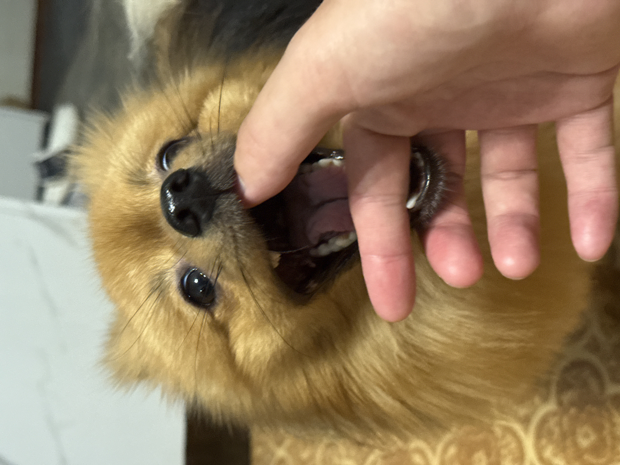 A close-up, eye-level shot shows a Pomeranian dog with an open mouth and a human finger inside its mouth. The dog is light brown and tan, with dark eyes and a black nose. The finger appears to be a thumb, and it is partially submerged in the dog's mouth, touching its tongue. The background is blurred, but appears to be indoors, with a patterned rug on the floor. The lighting is warm and slightly dim. There is no indication of location in Khimki, Russia.