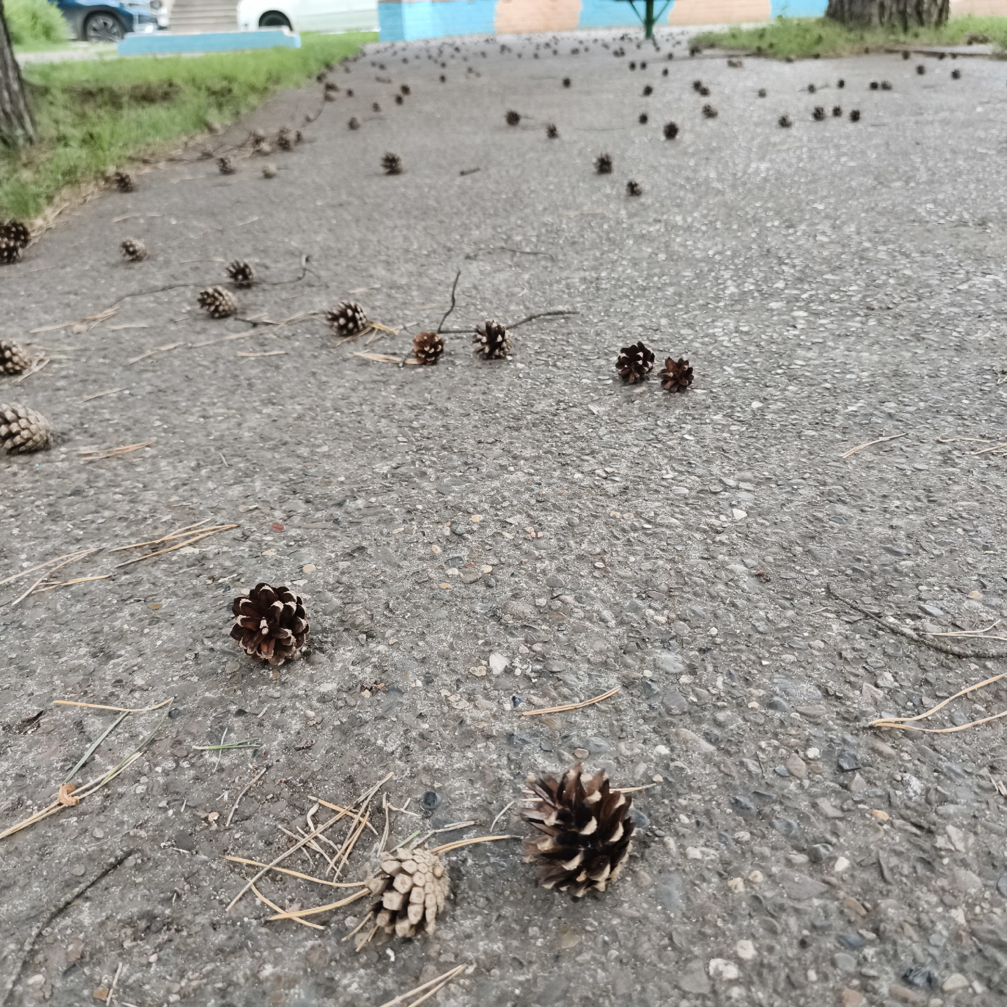 The image shows a paved surface, likely a road or walkway, covered with numerous fallen pinecones. The pinecones vary in size and condition, with some appearing more intact than others. Pine needles are also scattered across the surface. In the background, there is a grassy area and a building with blue and brown painted sections. A tree trunk is visible on the right side of the image. The scene appears to be outdoors, with natural lighting. There are no people or animals visible in the image. The setting suggests an area with pine trees, potentially a park, residential area, or school grounds. Given the location context, this could be a typical scene in Chaikovsky, Russia, during autumn when pinecones are common.