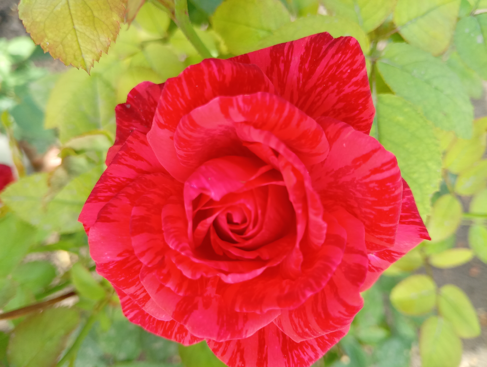 Memory