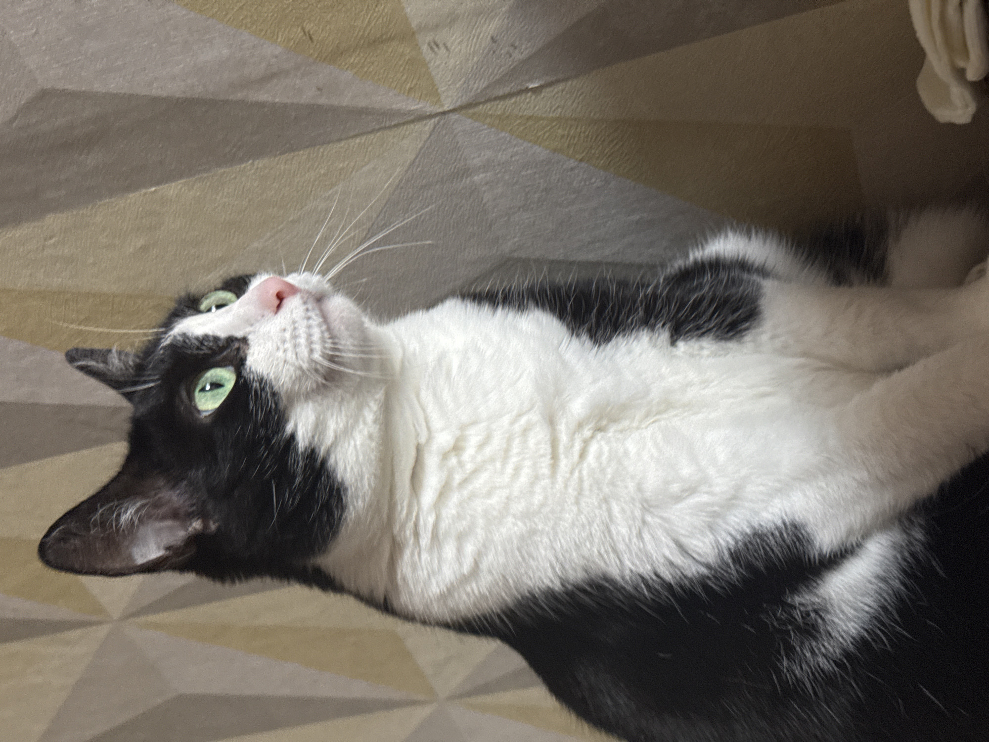 A medium close-up shot shows a black and white domestic cat with bright green eyes and a pink nose sitting indoors, looking to the right. The cat is predominantly white on its chest and face, with black markings on its head, ears, and back. The background consists of a wall with a geometric pattern in shades of beige and gray. The lighting appears to be natural, coming from the right. There are no people visible in the image. The environment suggests an indoor residential setting. There is no information about the location in Chaikovsky, Russia, that can be inferred from the image.