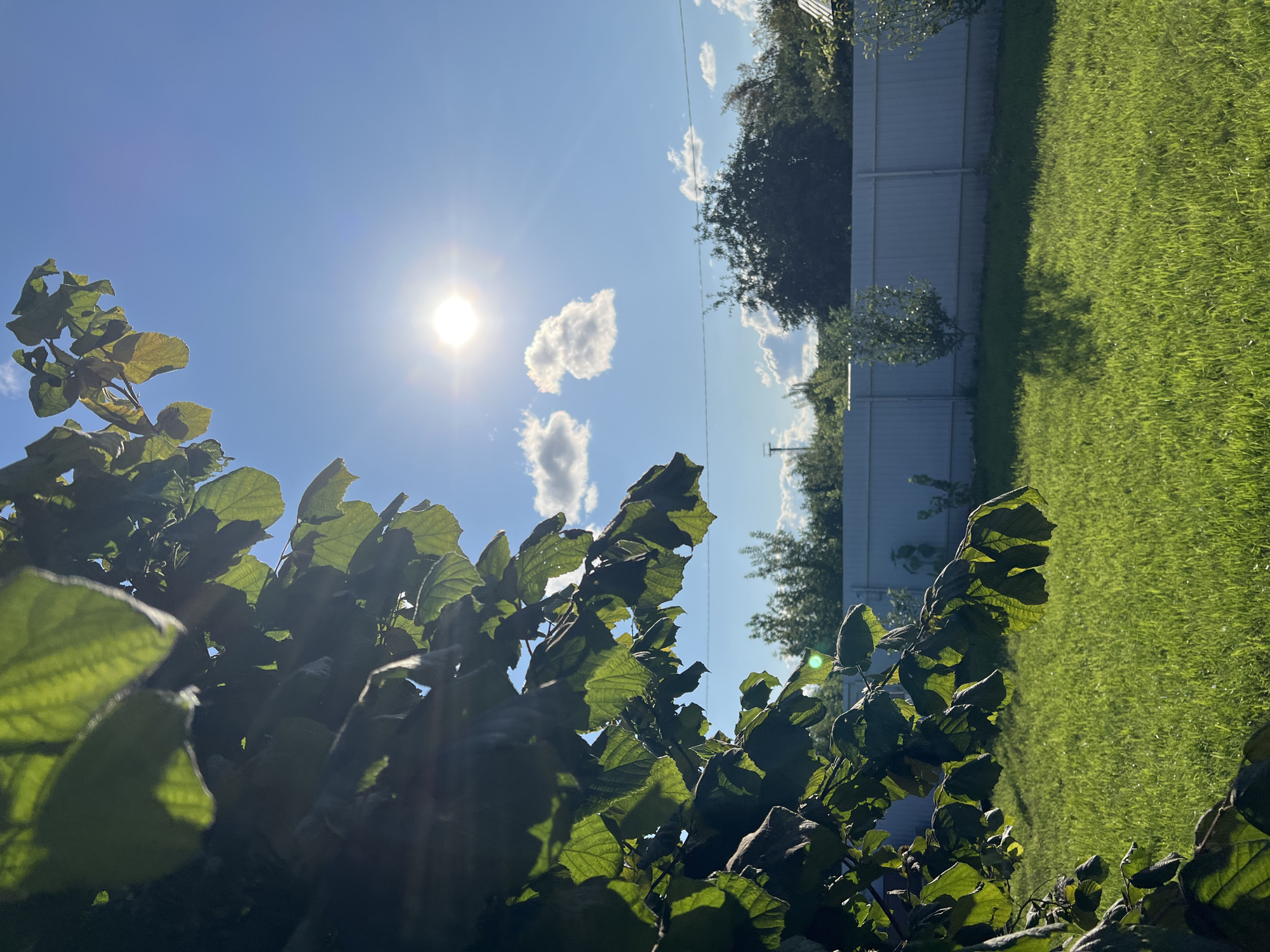 A bright, sunlit backyard scene in Salavat, Russia, is depicted from a low-angle perspective. The foreground is dominated by a lush, green lawn that is evenly mowed. In the upper left quadrant, the dark green foliage of a tree hangs over the scene, with some leaves partially obscuring the view of the sky. The bright sun is visible in the upper center of the frame, casting a strong glare. A few scattered white clouds are present in the clear blue sky. In the mid-ground, a light gray, corrugated metal fence stretches horizontally across the image, separating the yard from what appears to be another property. Behind the fence, there are various trees and vegetation, suggesting a suburban or rural setting. The overall impression is of a warm, clear day in a residential area. There are no people or animals visible in the image.