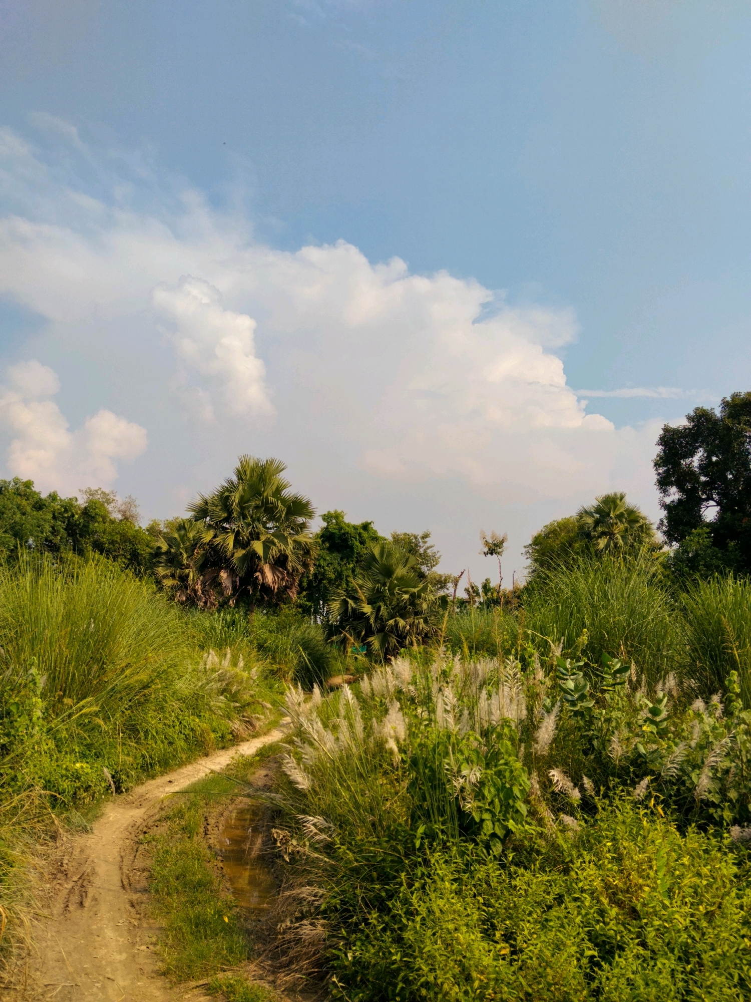 The image depicts a rural landscape with a narrow, muddy dirt path winding through tall green grass and vegetation. In the background, there are several palm trees and other lush green foliage under a partly cloudy blue sky. The path appears to be somewhat wet in places, suggesting recent rain. The overall scene conveys a sense of natural, undeveloped scenery. The location is identified as Mau, India.