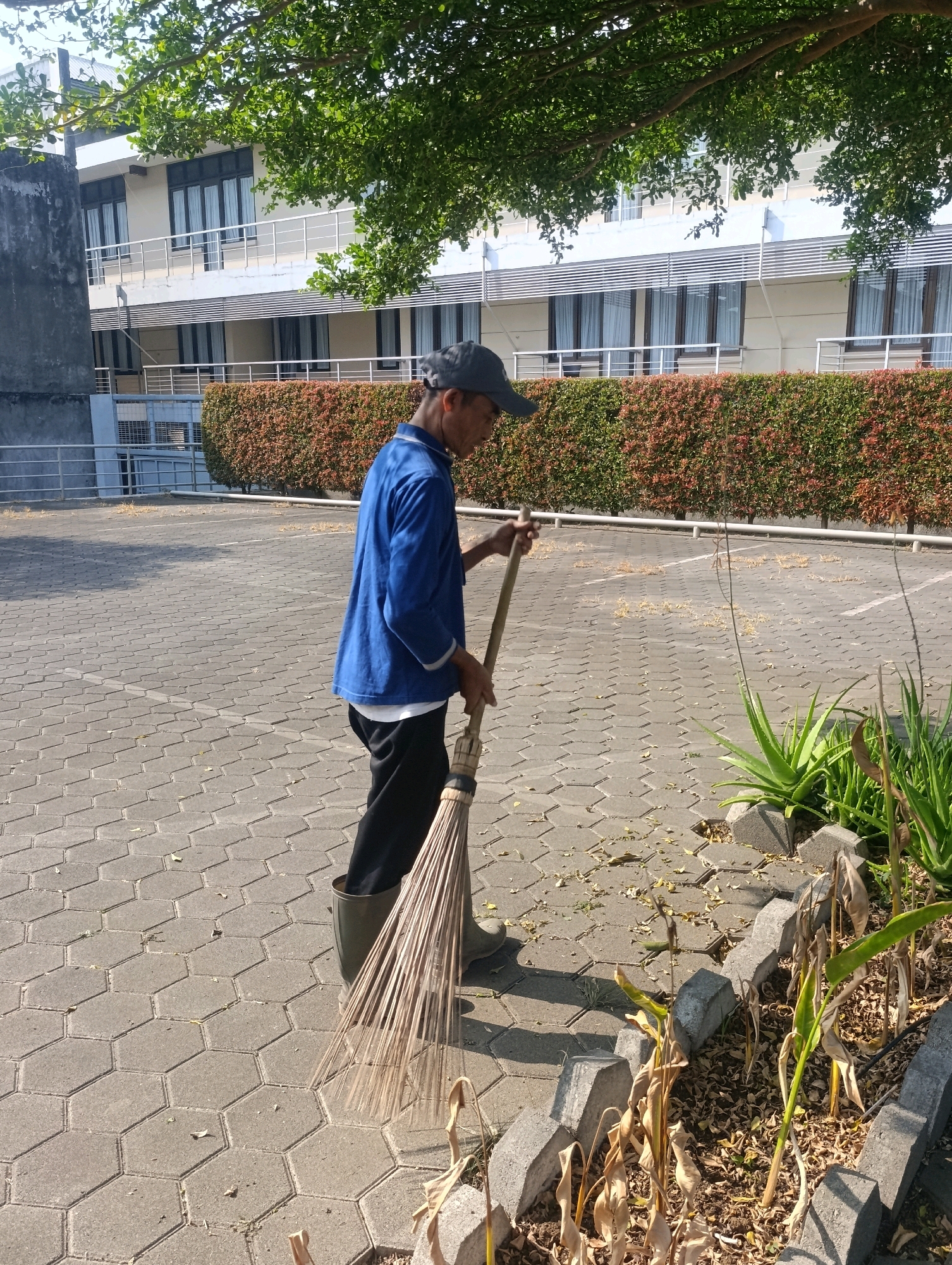 A man wearing a blue long-sleeved shirt, black pants, and green rubber boots is sweeping a paved outdoor area with a broom. He is wearing a dark baseball cap. In the background, there is a light-colored building with multiple floors, featuring windows with white curtains and exterior balconies with metal railings. A hedge of red-leafed plants runs along the front of the building. The paved area is made of hexagonal concrete tiles and is partially covered with dry leaves and debris. To the right of the man, there is a small garden bed with aloe vera plants and some dried, brown vegetation. The scene appears to be a sunny day. The location is specified as Cihanjuang, Indonesia.