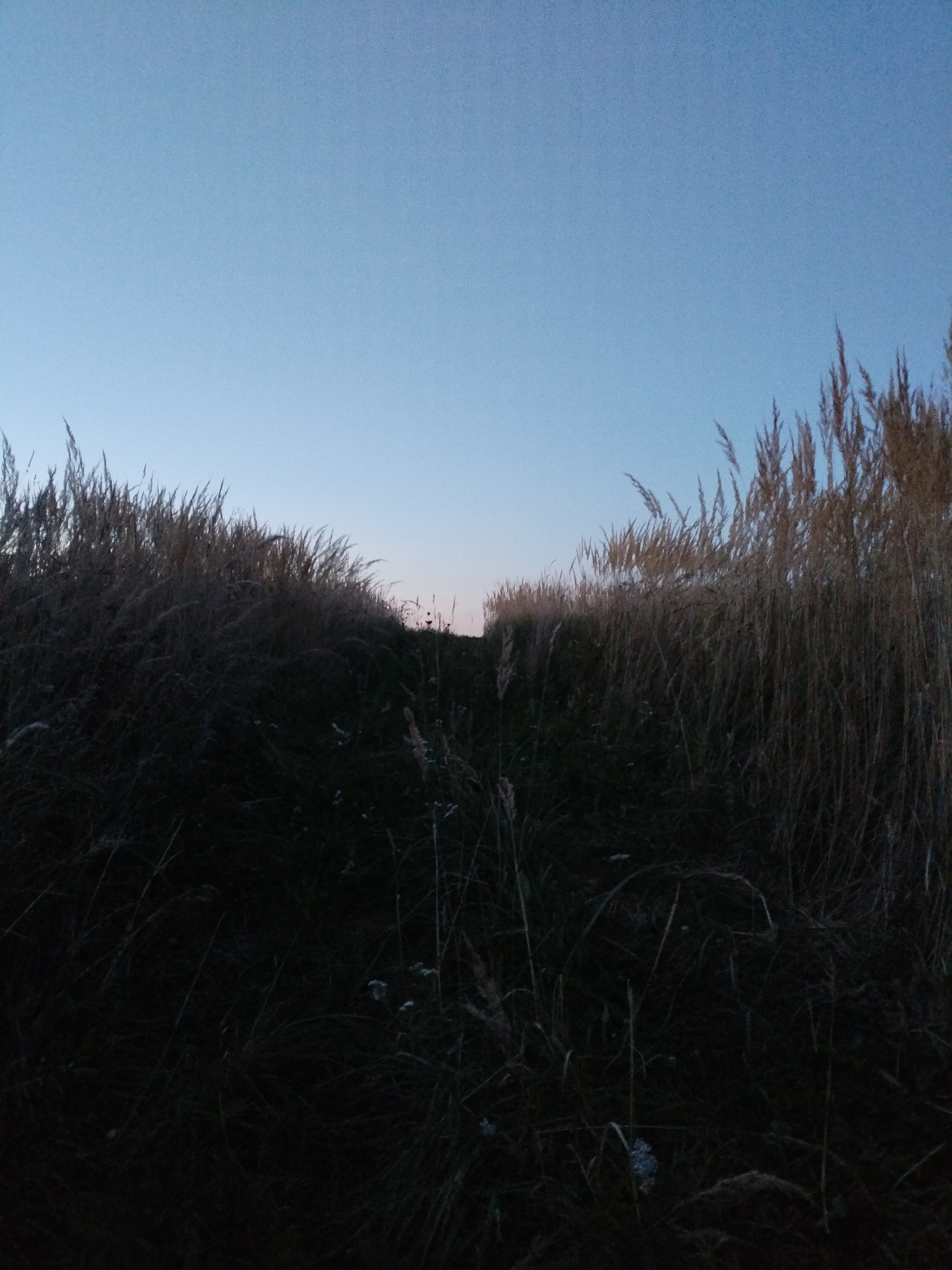 The image shows a natural, outdoor scene with tall grasses or reeds lining a pathway that leads into the distance. The sky is a clear, pale blue, indicating either early morning or late evening. The foreground is dominated by dark, dense vegetation, with hints of lighter, dried grasses at the top of the stalks. The path itself is not clearly defined but appears to be a break in the vegetation. The overall impression is one of a rural or undeveloped area. The scene appears to be located in the city of Bialynichy, Belarus. There are no people or animals visible in the image.