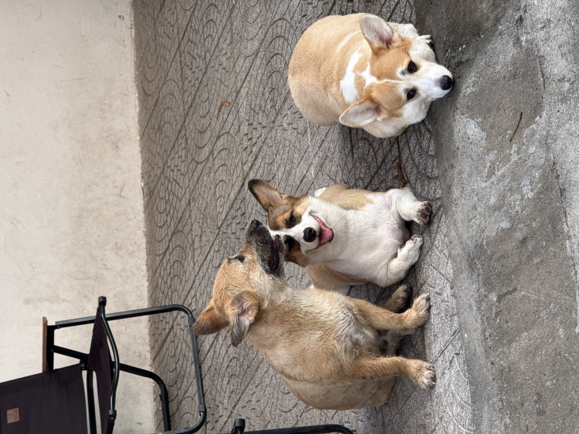 Three dogs are pictured outdoors on a paved surface. The dog on the left is a medium-sized tan dog sitting up and looking to its right. It has its mouth open, and its tongue is visible. To its right is a Pembroke Welsh Corgi, also sitting up and looking towards the viewer with its mouth open and tongue visible. The third dog, another Pembroke Welsh Corgi, is lying down to the right of the other two dogs and is looking towards the viewer with its head resting on the ground. Behind the dogs is a white wall, and to the left of the frame is a black folding chair. The paved ground appears to be a sidewalk or patio with a textured pattern. The scene is likely in Đà Nẵng, Vietnam, given the context provided, and suggests a casual outdoor setting such as a cafe, park, or residential area.