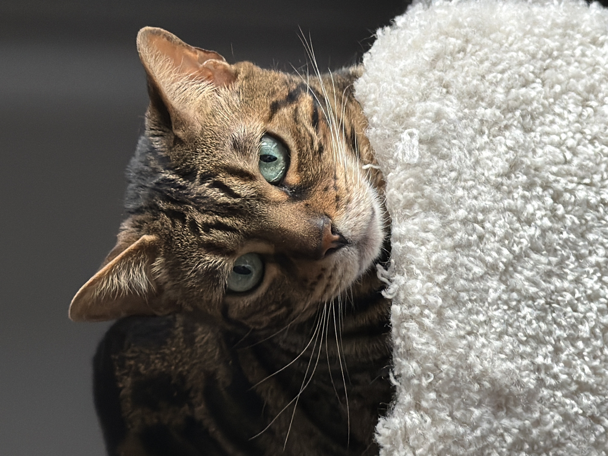 A Bengal cat is peering out from behind a white, shaggy structure, possibly a cat tree or bed. The cat's head is tilted to the side, and its green eyes are focused directly at the viewer. The background is a muted gray. The location is not specified or implied in the image.