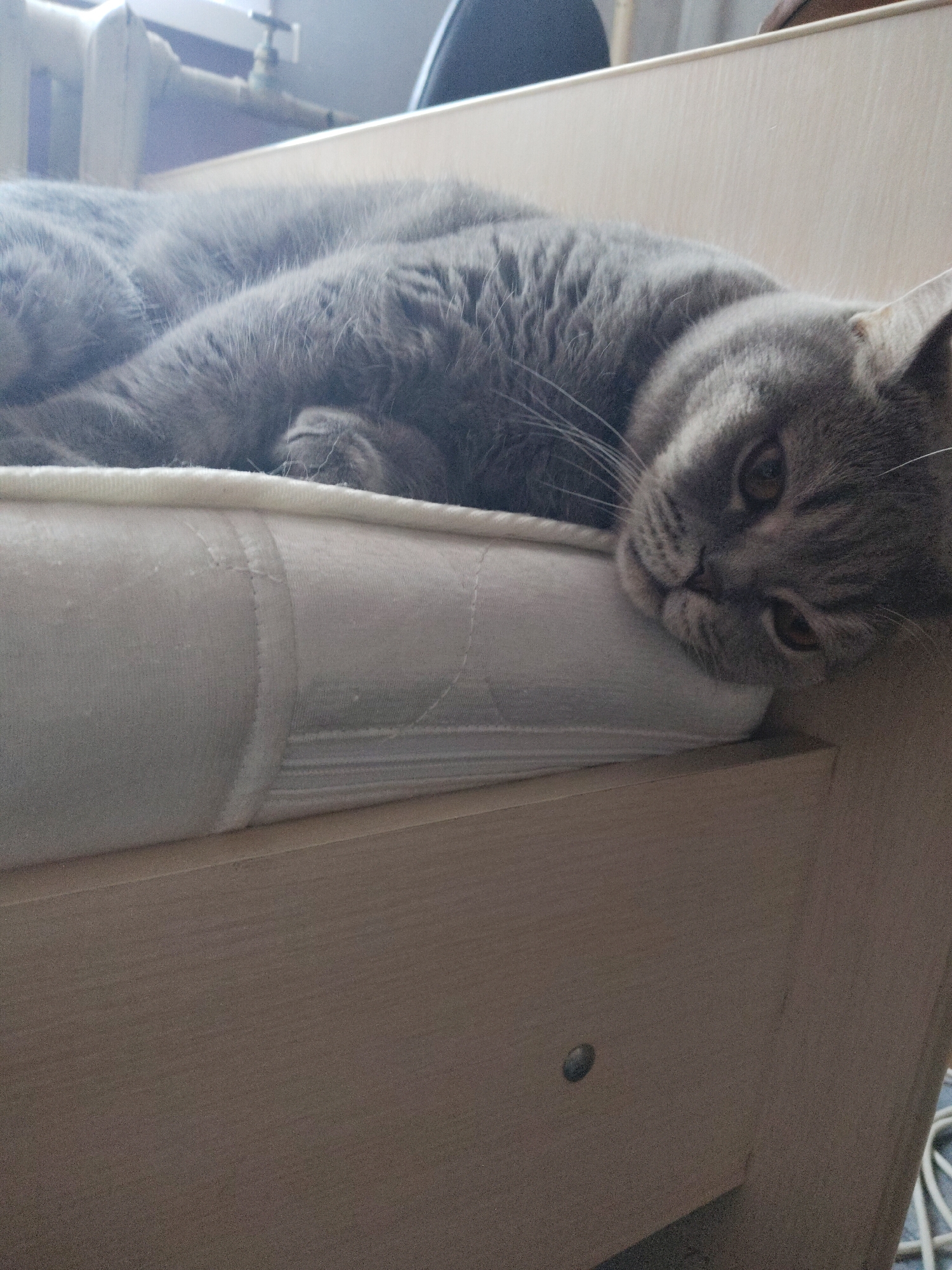 A gray British Shorthair cat is lying on its side on a cushioned surface inside a light-colored wooden frame. The cat's head is resting on the edge of the cushion, and it's looking directly at the camera. A metal screw is visible on the wooden frame. The location is Perm, Russia.