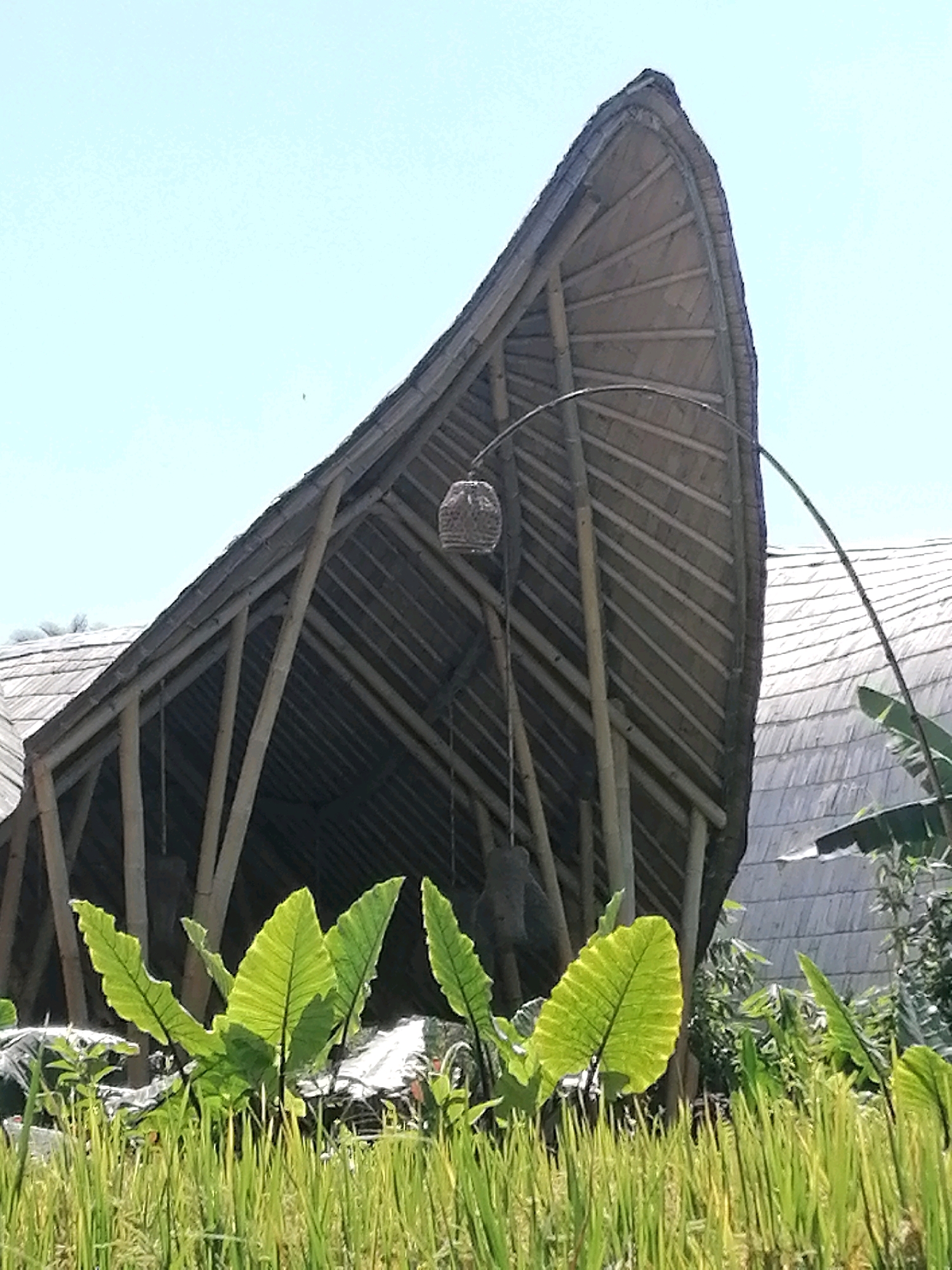 An extreme low-angle, medium shot captures a unique, boat-shaped bamboo structure against a bright, clear sky in Ubud, Indonesia. The structure's roof, made of layered bamboo, curves dramatically from a sharp peak down towards the right. Visible supporting bamboo poles create an open-air pavilion effect, revealing the intricate construction within. In the foreground, lush green foliage, including large, textured leaves, rises from a field of tall, golden-green grass, possibly rice paddies, suggesting a rural or agricultural setting. A curved bamboo pole extends from the structure towards the right, adorned with a woven basket-like lantern. The overall scene evokes a natural, artisanal aesthetic, characteristic of Bali's distinctive architecture and landscape.