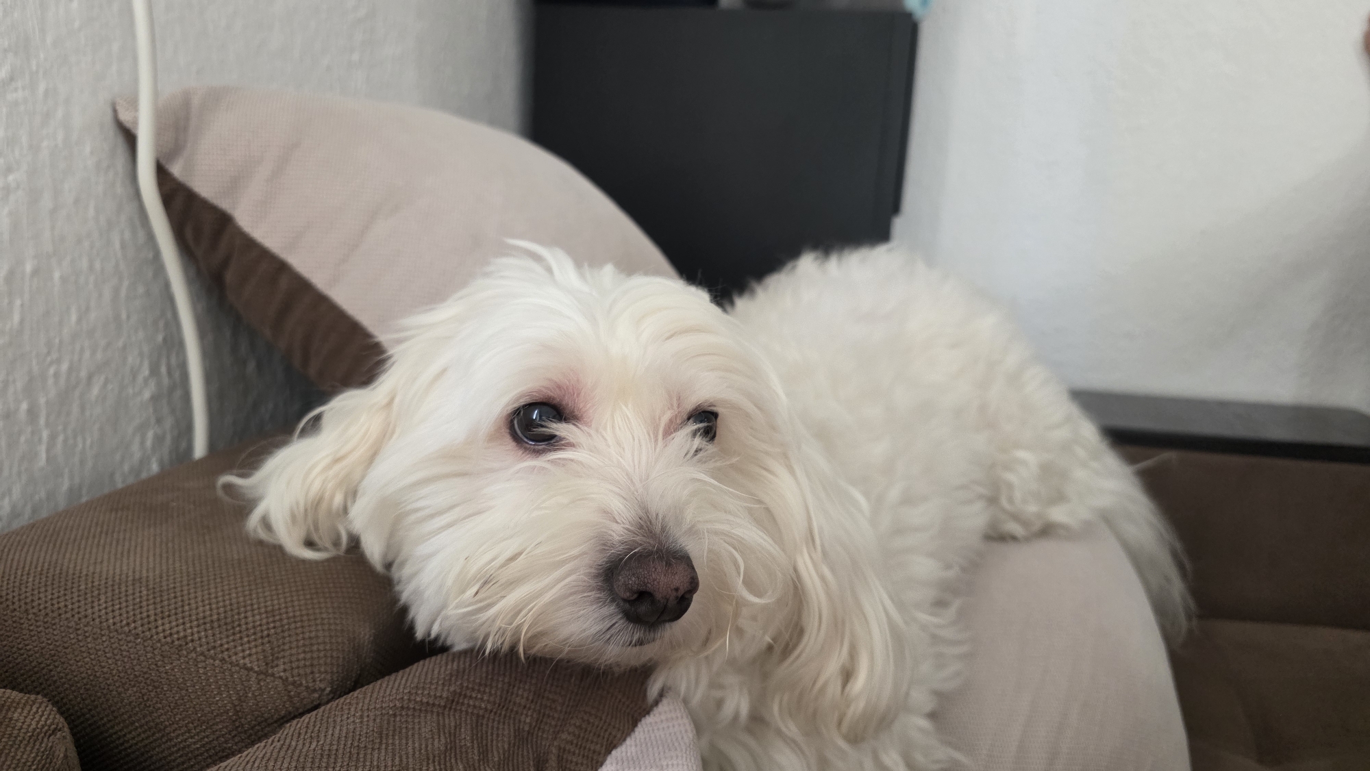 A white Maltese dog is resting on a brown and beige cushion. The cushion sits on a brown couch. A black piece of furniture is in the background, against a light gray wall. The location is not discernible from the image.