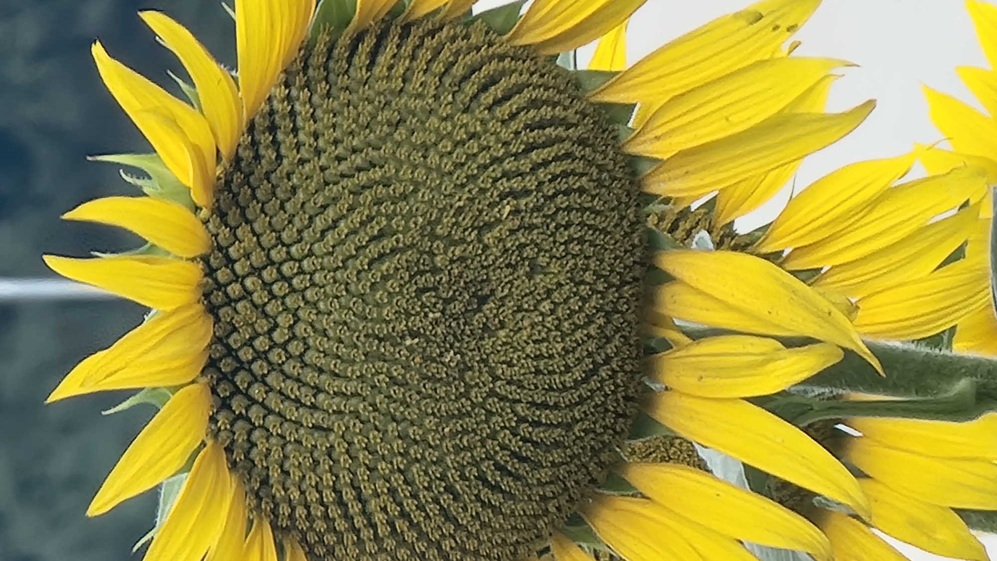An extreme close-up, vertical photograph shows the center of a sunflower with its yellow petals framing the image. The sunflower's center is a dense arrangement of numerous small, olive-green florets, packed in a spiral pattern. The petals are a vibrant yellow, some appearing slightly unfurled or curved. The stalk of the sunflower is visible at the bottom of the frame, a thick, fuzzy green stem. The background is out of focus and appears to be a muted blend of grey and green tones, suggesting it is outdoors. The specific location within Olot, Spain, is not discernible from the image itself.