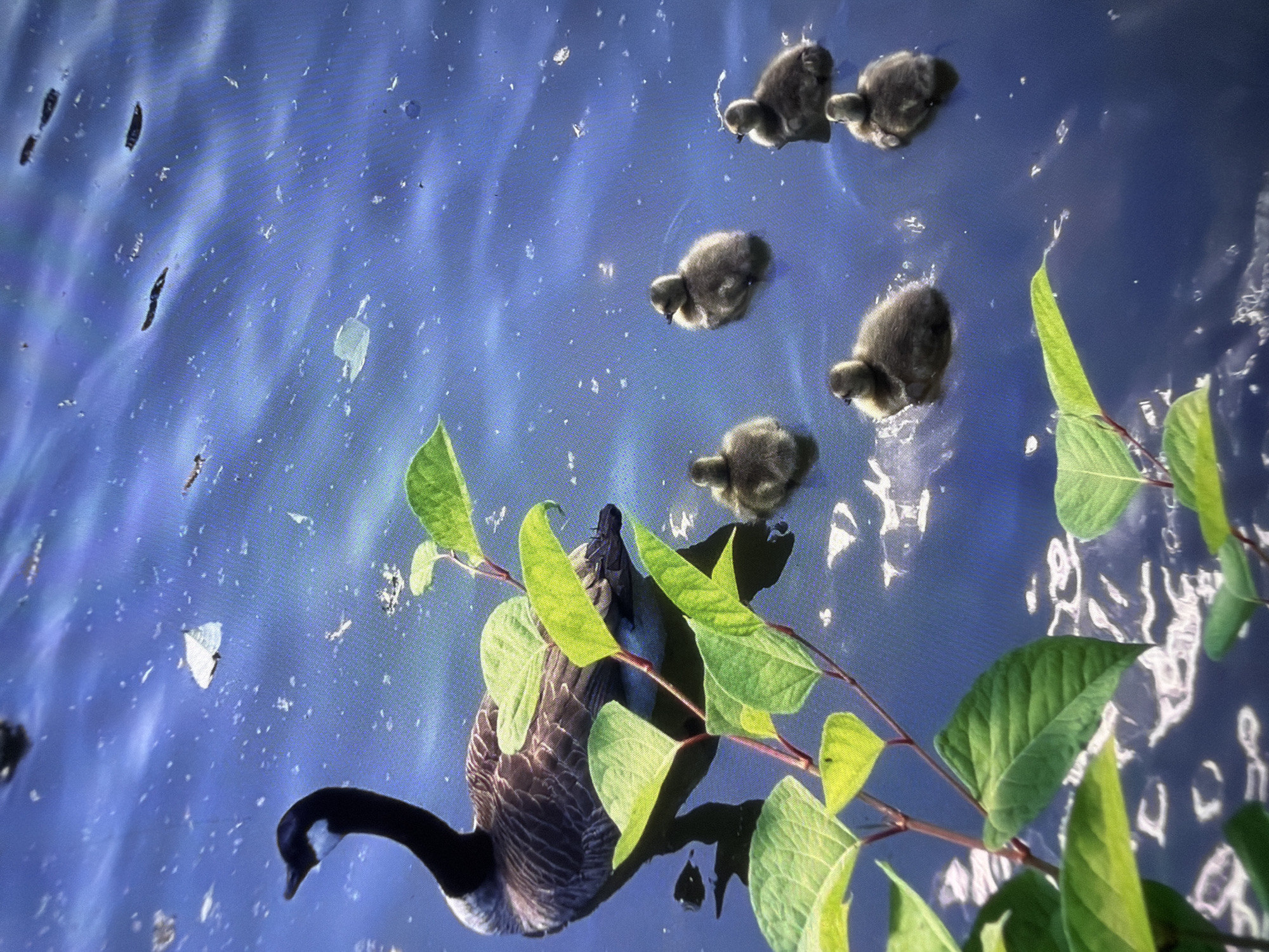 A Canada goose swims in deep blue water, its body partially obscured by green leaves. Six ducklings follow the goose. The water is disturbed by ripples and reflections, with small white specks of debris floating on the surface. The image is taken from a high angle, looking down on the scene. There are no people or buildings visible.