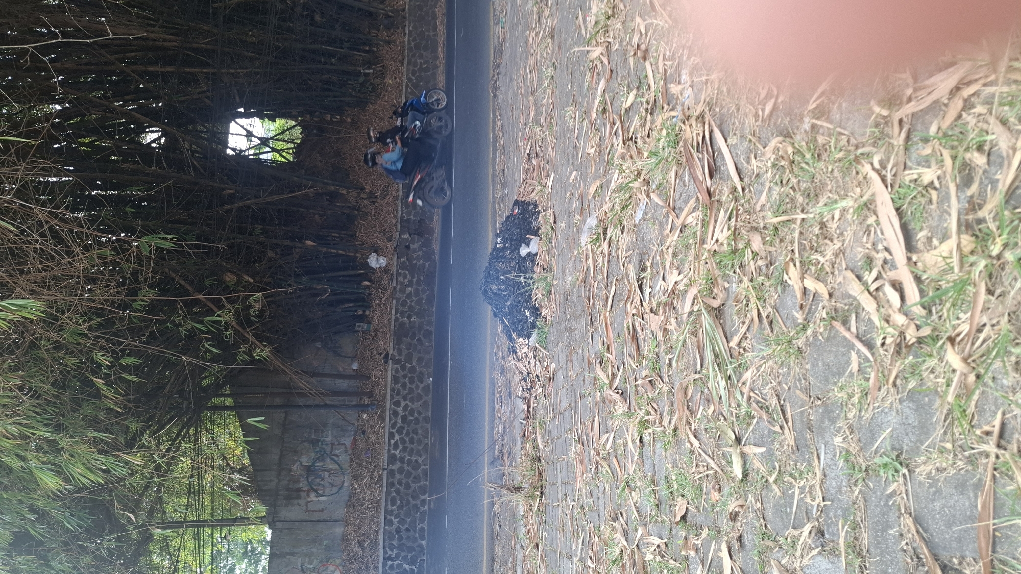 A pile of smoldering debris, appearing to be dried leaves and possibly trash, sits on a cobblestone path next to a road. The debris is emitting a faint plume of smoke. In the background, a bamboo forest borders a stone wall, and a concrete wall with graffiti is visible. Two individuals on a motorcycle are traveling on the road, moving from left to right. The environment suggests an outdoor setting, possibly on the outskirts of a city like Cilaku, Indonesia, given the presence of dense vegetation and a roadway.
