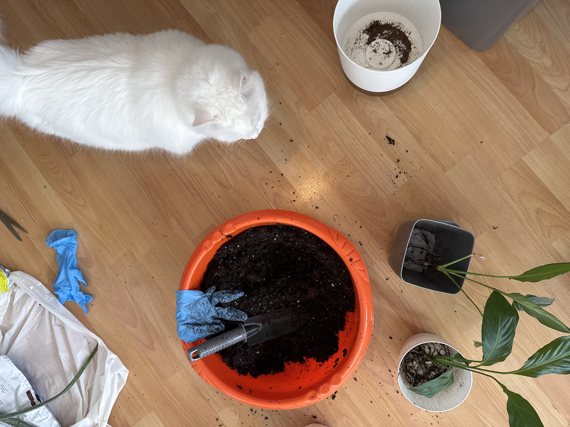 A high-angle shot reveals a domestic scene on a light-colored, wood-grained floor. A white cat lies at the top-left of the frame. An orange, round container, centrally located, is filled with dark soil and contains a small garden trowel and a blue glove. To the right, two overturned plant pots rest on the floor. One is white with remaining dirt inside, while the other is a dark grey square shape. A third small pot, white with a plant inside, is situated in the lower right. To the left, remnants of gardening materials are scattered: blue gloves and a white bag containing yellow and green objects, next to a pair of silver scissors. Small particles of soil are dispersed across the floor. The location is not explicitly identified in the city of Unknown, Unknown. The scene depicts a gardening activity in an interior setting.