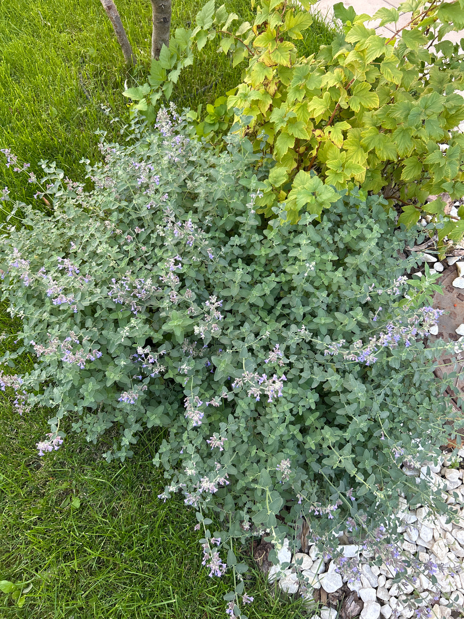 The image shows a close-up, aerial view of a garden bed with a variety of plants. In the foreground and center is a large, bushy plant with numerous small, pale purple flowers and grey-green leaves. To the left of this plant is a patch of bright green grass. Behind the flowering plant, to the right, is a bush with larger, light green leaves that are tinged with yellow and brown in places. White gravel is scattered on the ground in the lower right corner of the image, with some dark brown bark pieces visible among the gravel. A thin tree trunk is partially visible in the upper left quadrant, behind the grass. The scene is likely a domestic garden in Astana, Kazakhstan, given the specific location request. There are no people or animals visible in the image. The lighting suggests it is daytime, likely overcast or in soft light, as there are no harsh shadows.