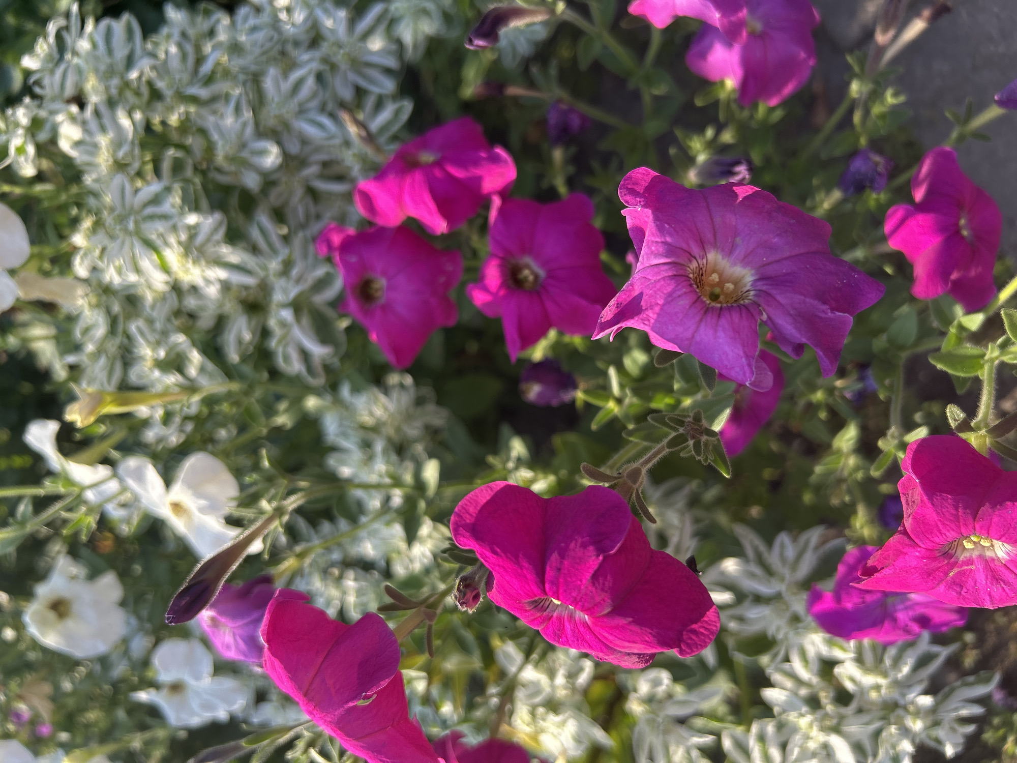 The image shows a close-up view of vibrant pink petunia flowers in bloom. Several flowers are in focus, showcasing their delicate petals and trumpet-like shapes. In the background, a variety of other flowers, some white and some a darker purple, are visible, as well as green foliage and a variegated plant with white and green leaves. The lighting suggests it is daytime, with sunlight illuminating the flowers. The scene appears to be a garden or a planter box. The location is identified as Unknown, Unknown.