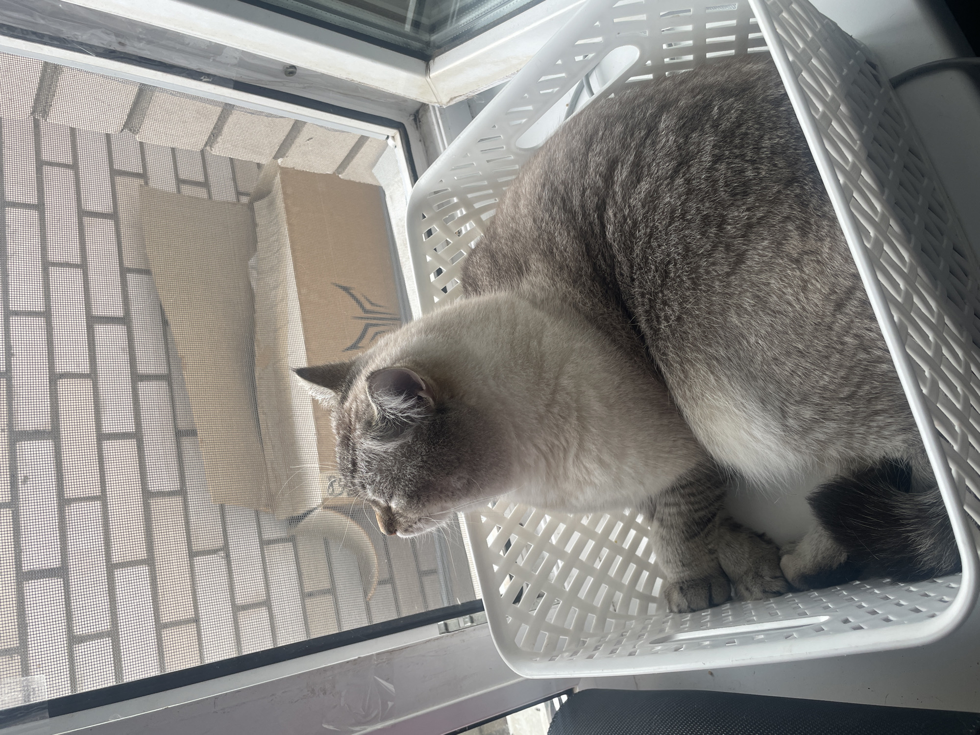 A gray and white cat is sitting in a white plastic basket on a windowsill. The cat is facing upwards and to the left, with its eyes closed. The basket is filled with the cat's body. Outside the window, a brick wall is visible. The scene is indoors, in Votkinsk, Russia.