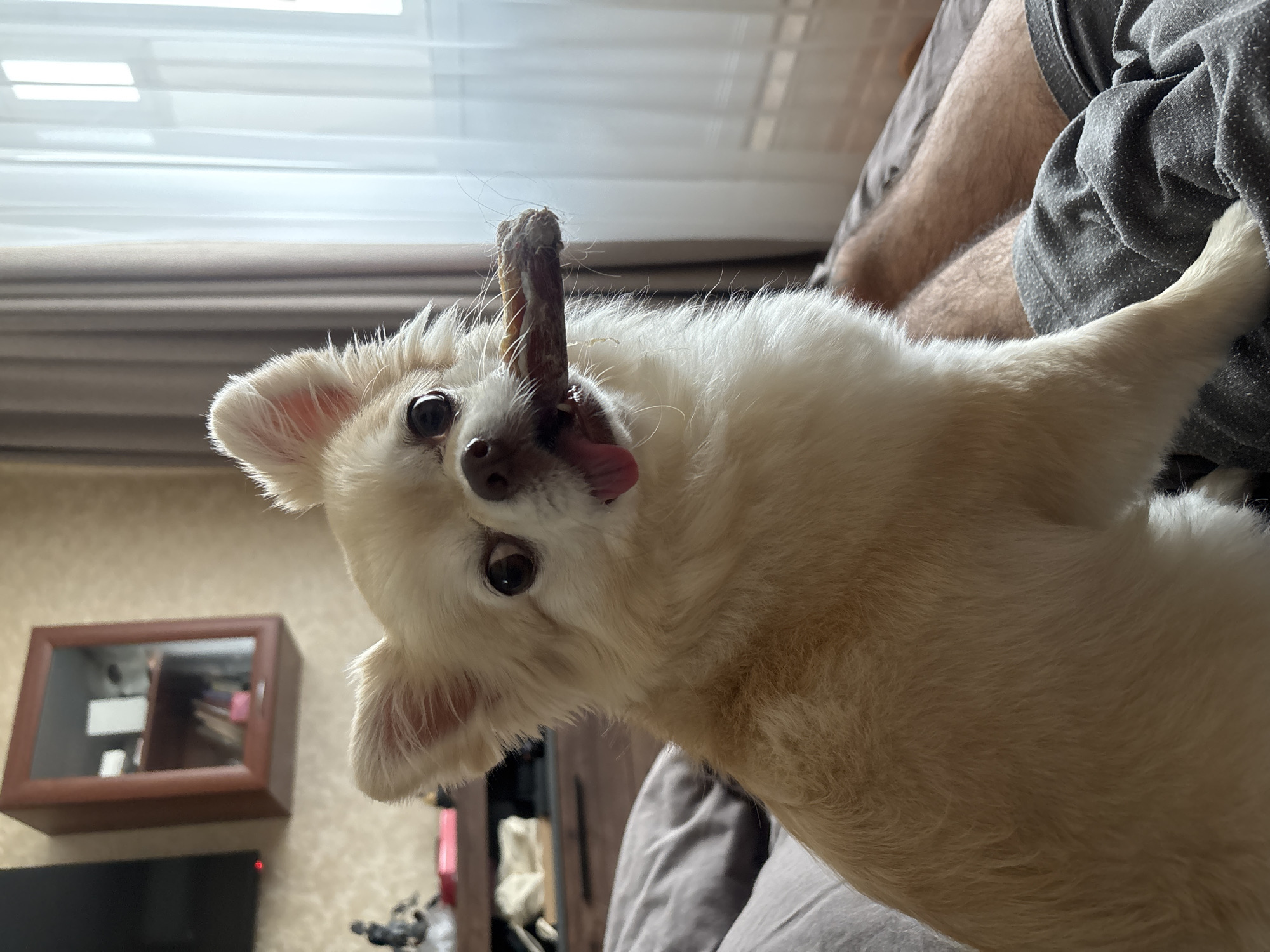 A light-colored, long-haired dog is sitting on a bed, holding a chew bone in its mouth. The dog's tongue is visible. The bed has a gray comforter and the dog is wearing gray shorts. In the background, there is a wall with a decorative shelf unit. To the right, a window with sheer curtains is visible. The lighting suggests it is daytime. The scene is likely indoors, in a residential setting.