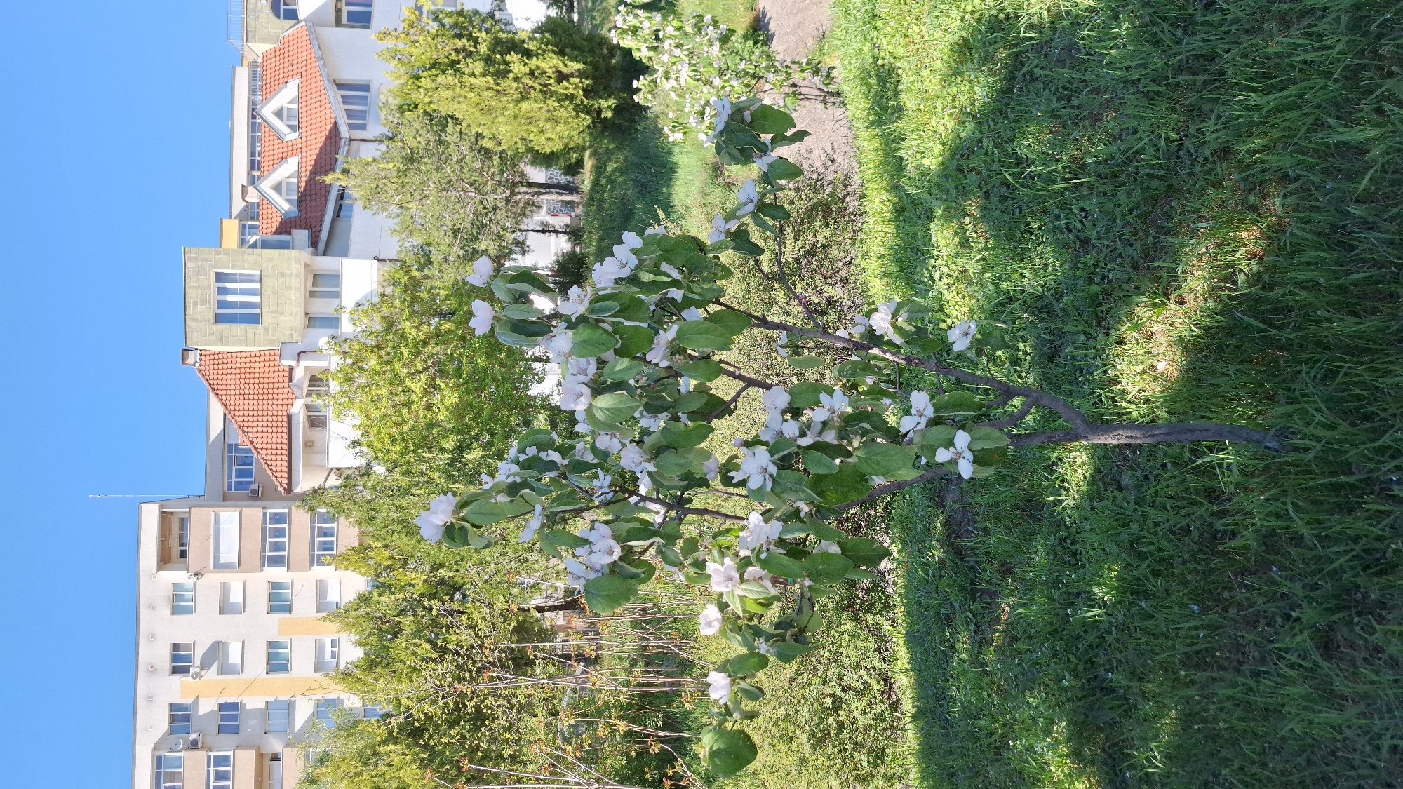 The image depicts a flowering quince tree in a grassy area near buildings, most likely in Blagoevgrad, Bulgaria. The tree is relatively small and covered in white blossoms and green leaves. Behind the tree, there are several buildings with red-tiled roofs and beige facades. The sky is clear blue. The grass in the foreground is green and lush, indicating recent rain or active growth. The image captures a peaceful, springtime scene within an urban environment.