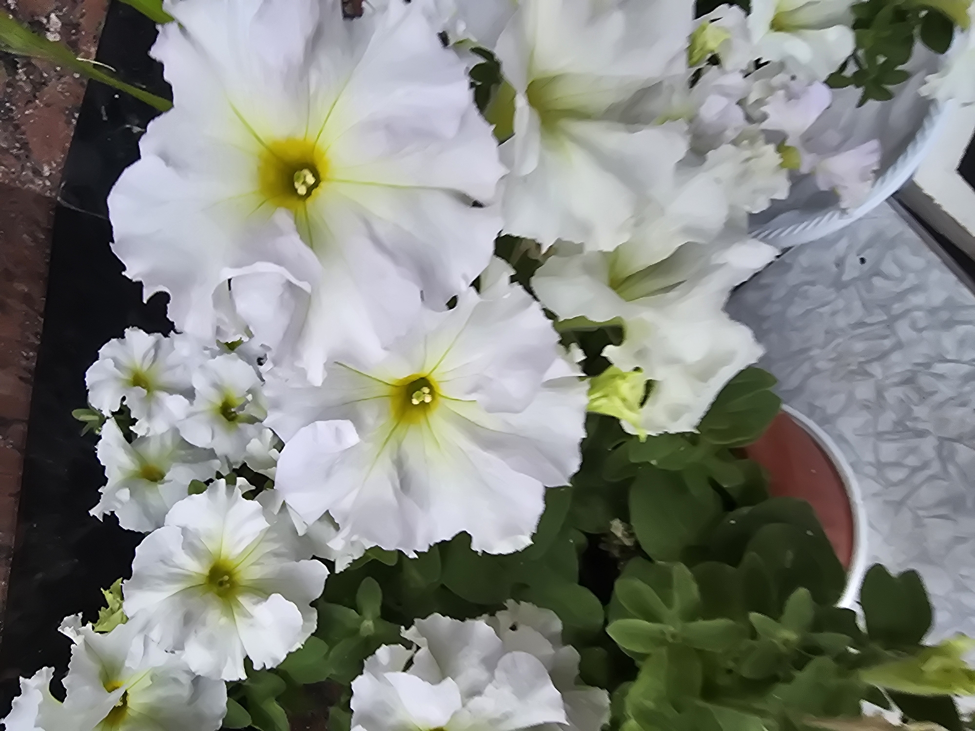 A high-angle, eye-level, vertical medium shot captures a cluster of white petunias in a garden setting. The petunias, with their distinctive trumpet-shaped blooms and yellow centers, dominate the frame. Several flowers are in focus, showcasing their delicate, ruffled petals and the vibrant green foliage that surrounds them. A reddish-brown pot is partially visible at the bottom left, suggesting the flowers are planted in a container. The background is out of focus, with hints of brickwork and a patterned surface, possibly a table or ground cover. The lighting appears natural, casting soft shadows and highlighting the textures of the petals. The scene is static and peaceful, evoking a sense of natural beauty. No people or animals are present. The image does not contain any information that would allow for identification of its specific location within the city of Vyshneve, Ukraine.