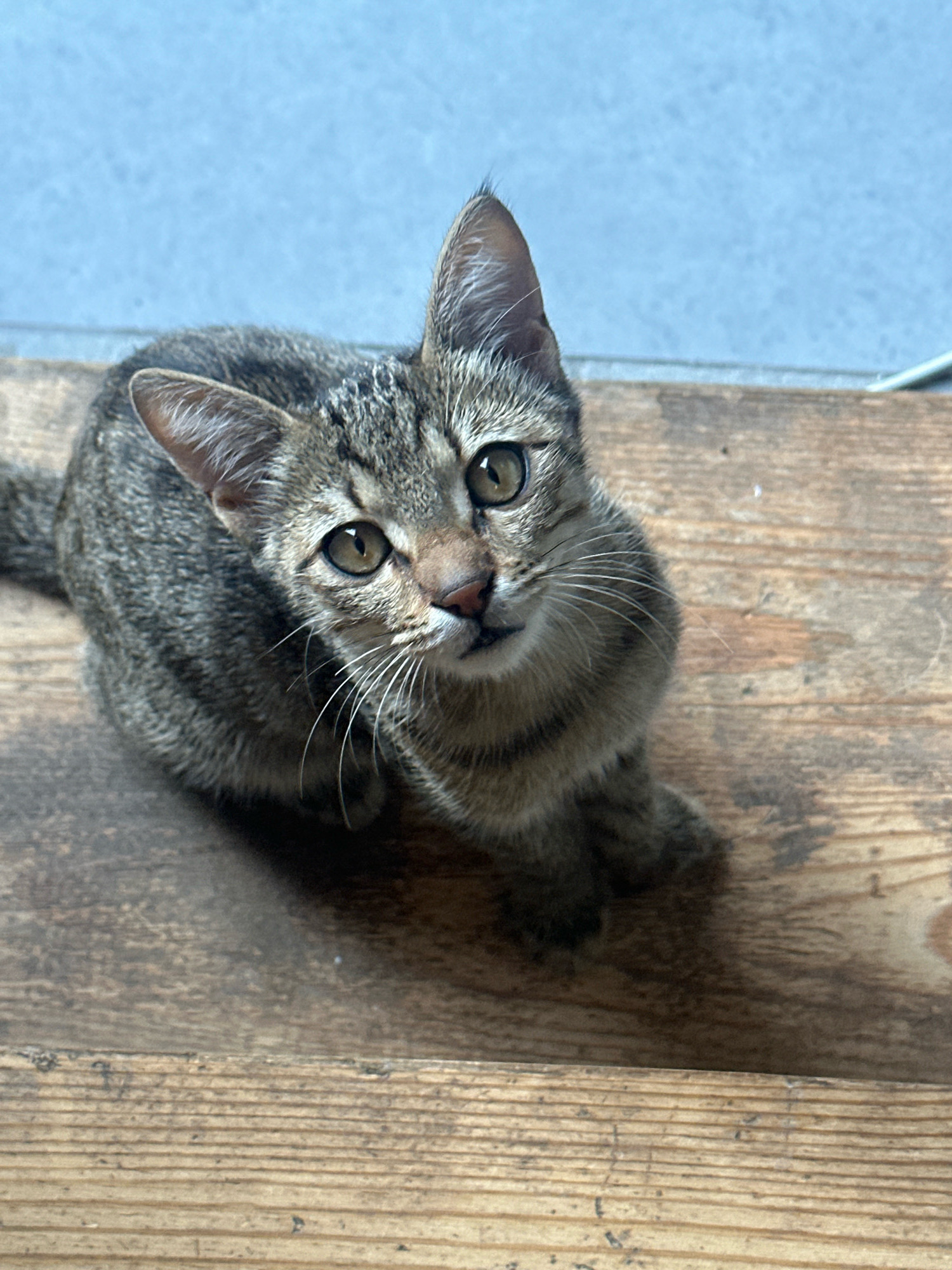 A tabby kitten is perched on a wooden surface, looking upwards with bright, curious eyes. The kitten is grey and brown with distinct stripes and has white whiskers. The background is a light blue wall. The wooden surface appears to be weathered and rustic. The image is taken from a high angle, looking down at the kitten. The location is not specified in the image or the provided crops.