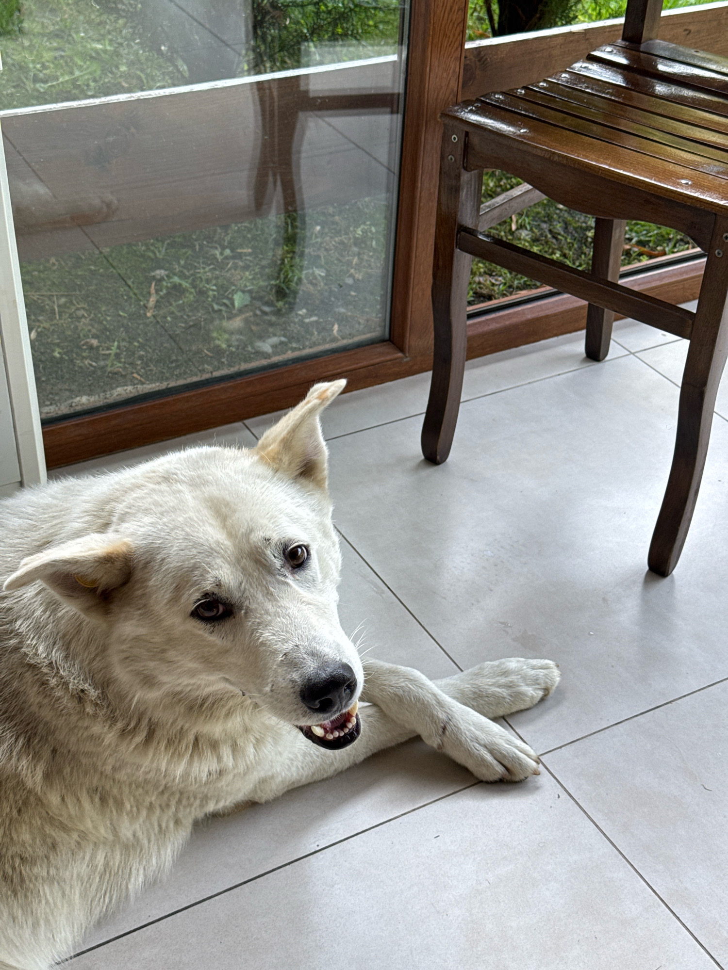 A white dog is lying on a tiled floor in what appears to be a covered outdoor area, with a large window to its left reflecting greenery and what could be a building. To the right of the dog, a wooden chair with a slatted seat and curved legs is visible. The dog is facing the camera, with its front paws crossed. The overall scene suggests a relaxed setting, possibly a patio or veranda, with a view of a garden or natural landscape. The image is taken from a slightly elevated angle.