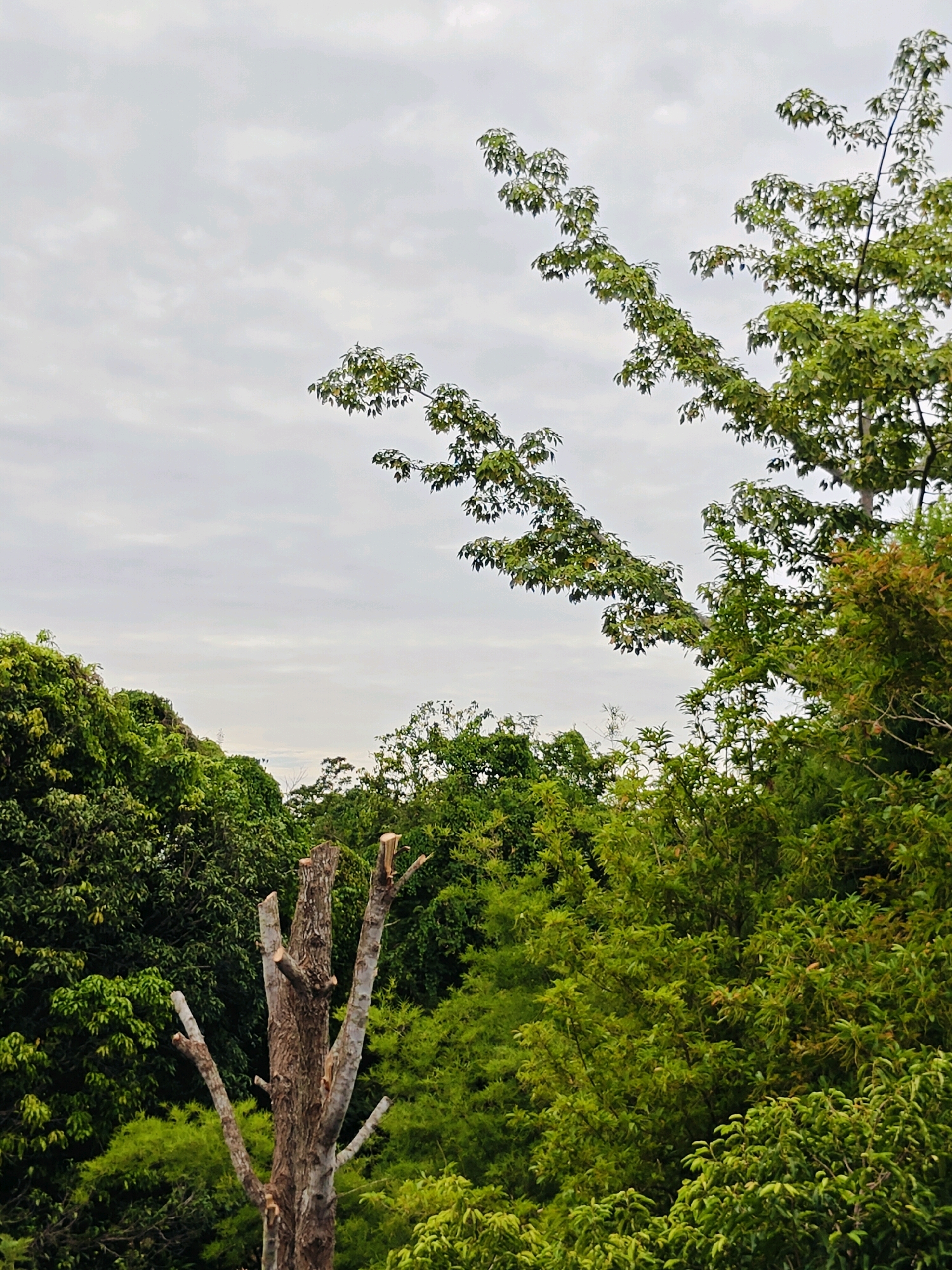 The image depicts a natural scene in Mu Si, Thailand, dominated by lush green foliage under a cloudy sky. In the foreground, a dead tree trunk stands starkly against the vibrant greenery, its branches pruned. The middle ground is a dense expanse of various trees and bushes, some with rich green leaves, others with a reddish-brown hue. In the background, the sky is overcast with a pattern of light and dark clouds, suggesting a diffused light condition. The overall impression is one of a wild, untamed landscape, with the dead tree serving as a focal point against the thriving natural environment.